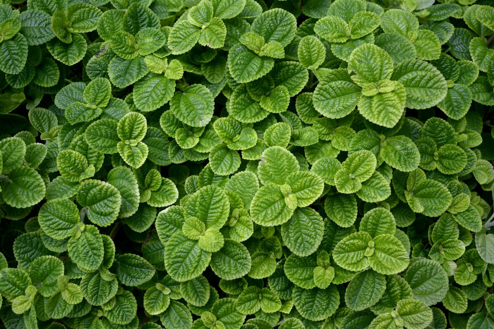 Nikon D7100 sample photo. Leaves, bush, nature photography