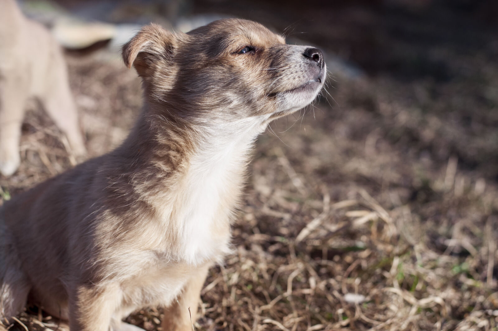 Nikon D90 + Nikon AF-S Nikkor 50mm F1.8G sample photo. Animal, pet, puppy, dog photography