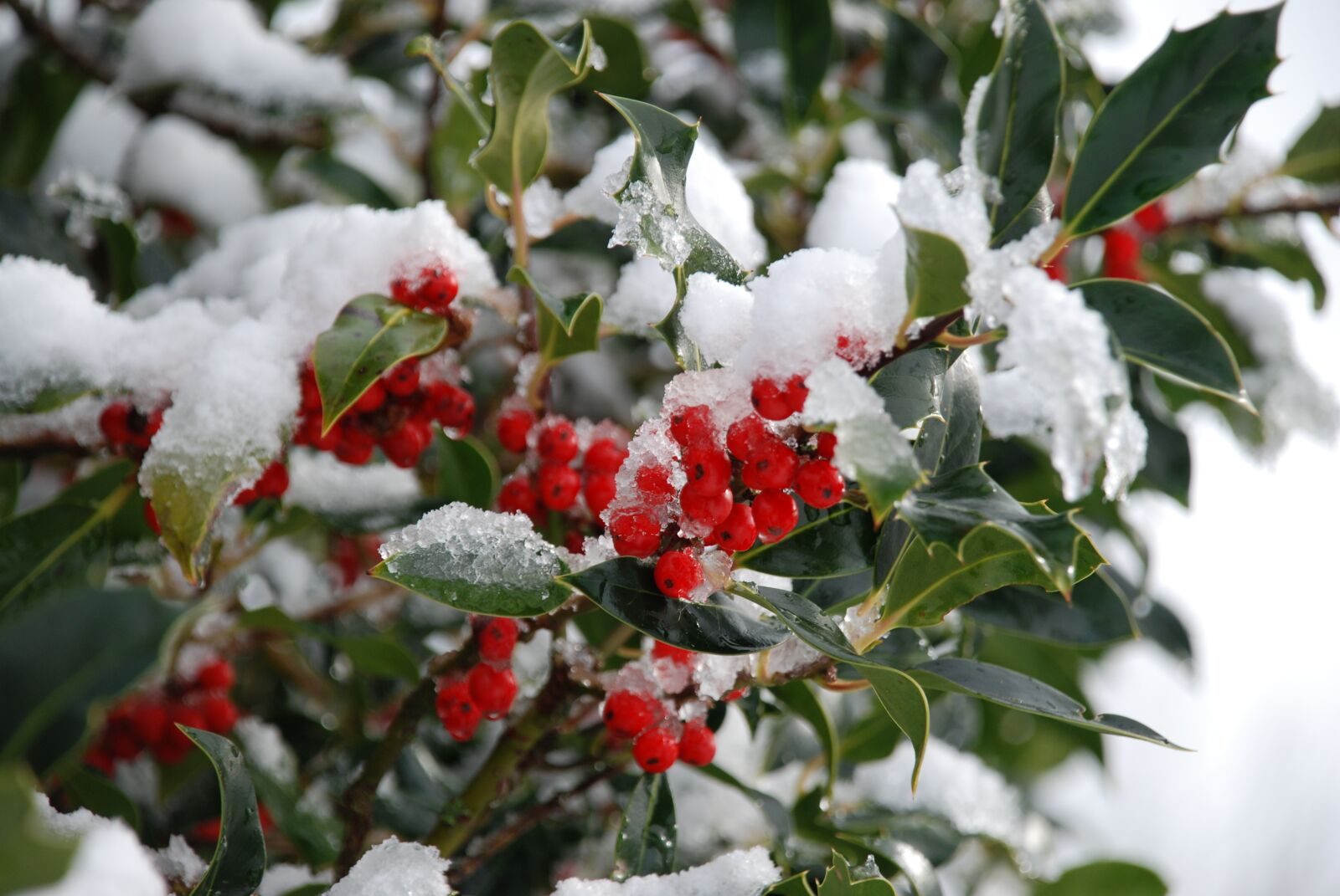 Nikon D80 sample photo. Tree, season, nature photography