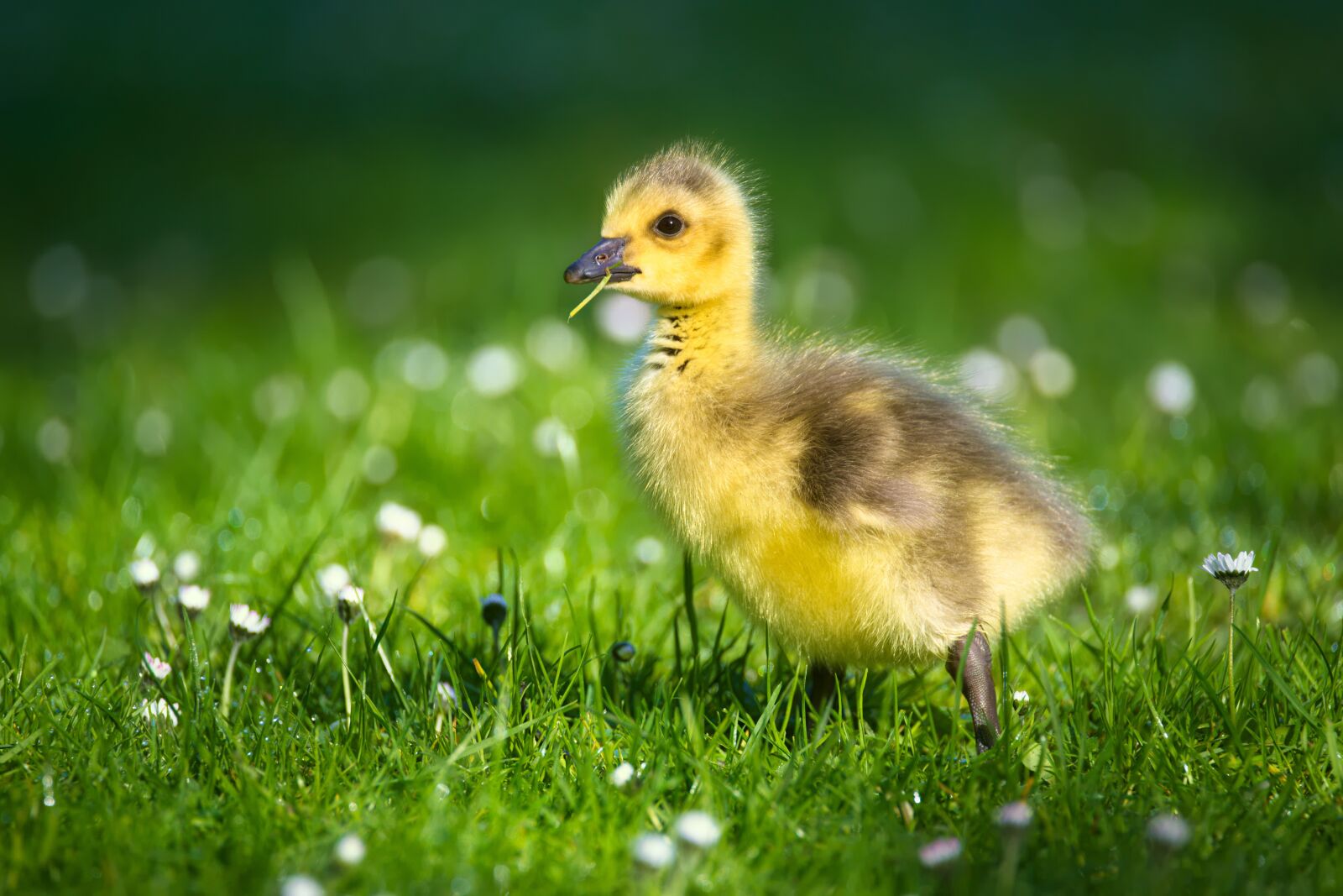 Nikon D600 sample photo. Goslings, chicks, bird photography