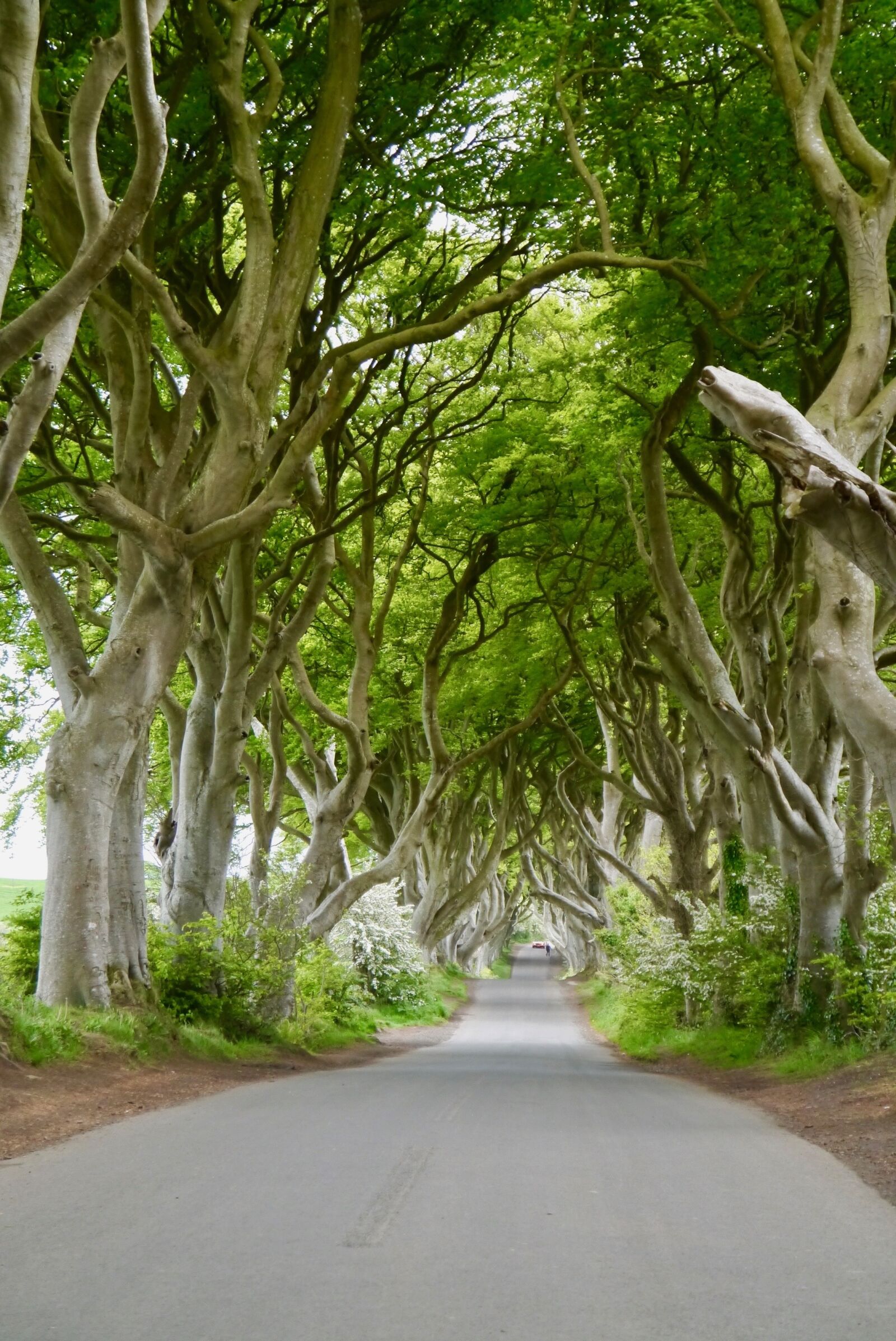 Panasonic Lumix DMC-G3 sample photo. Ireland, the dark hedges photography