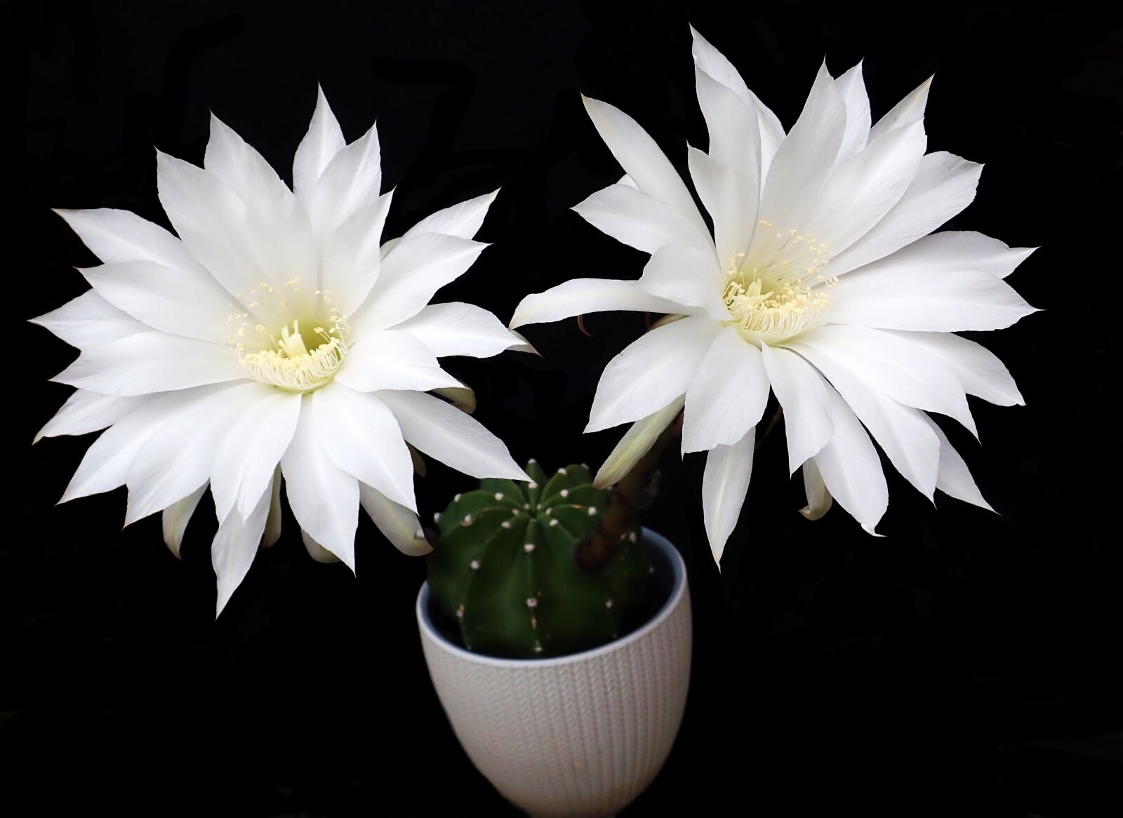 Olympus TG-5 sample photo. Cactus, white, fragrant photography