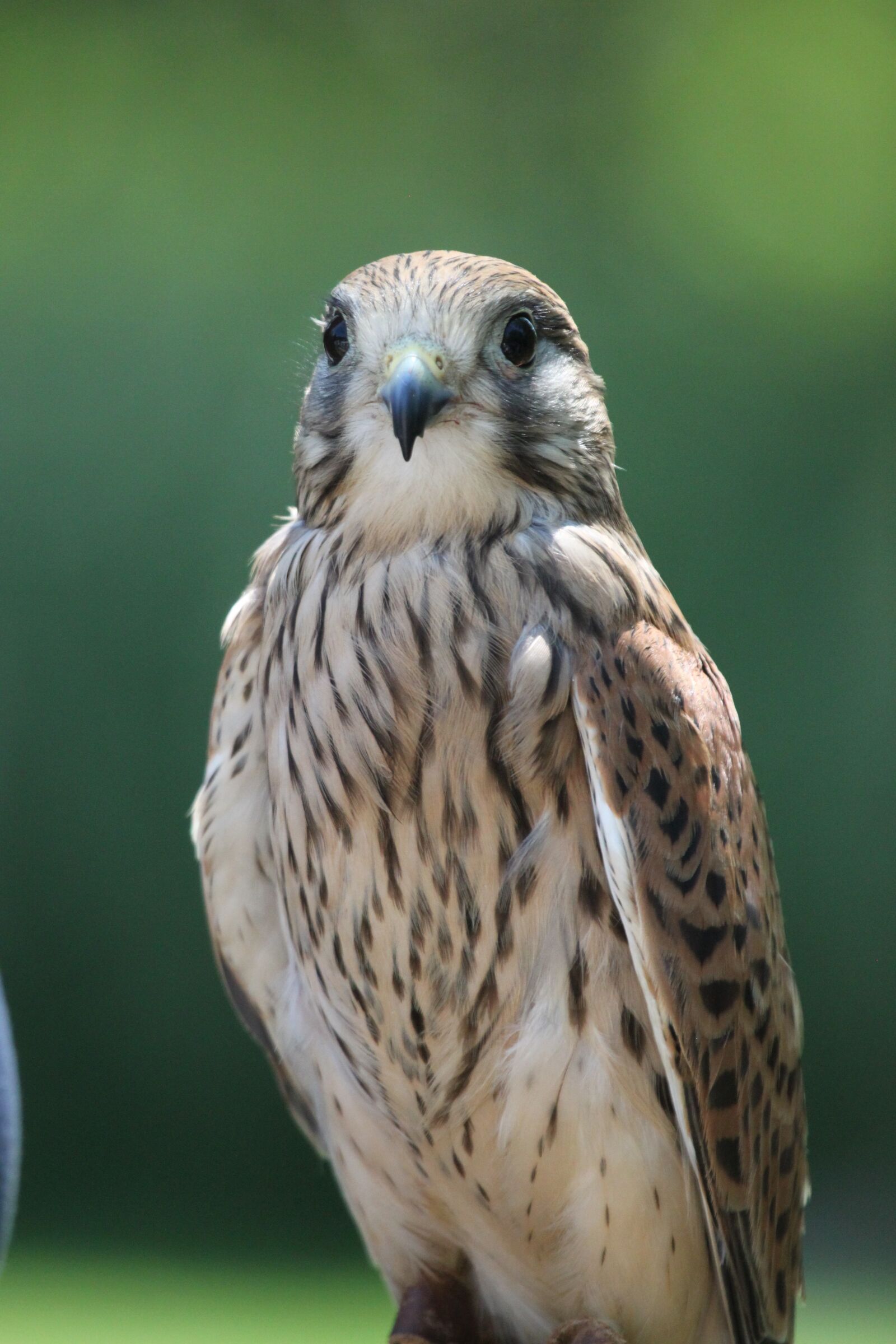 Canon EOS 500D (EOS Rebel T1i / EOS Kiss X3) sample photo. Sperber, bird of prey photography