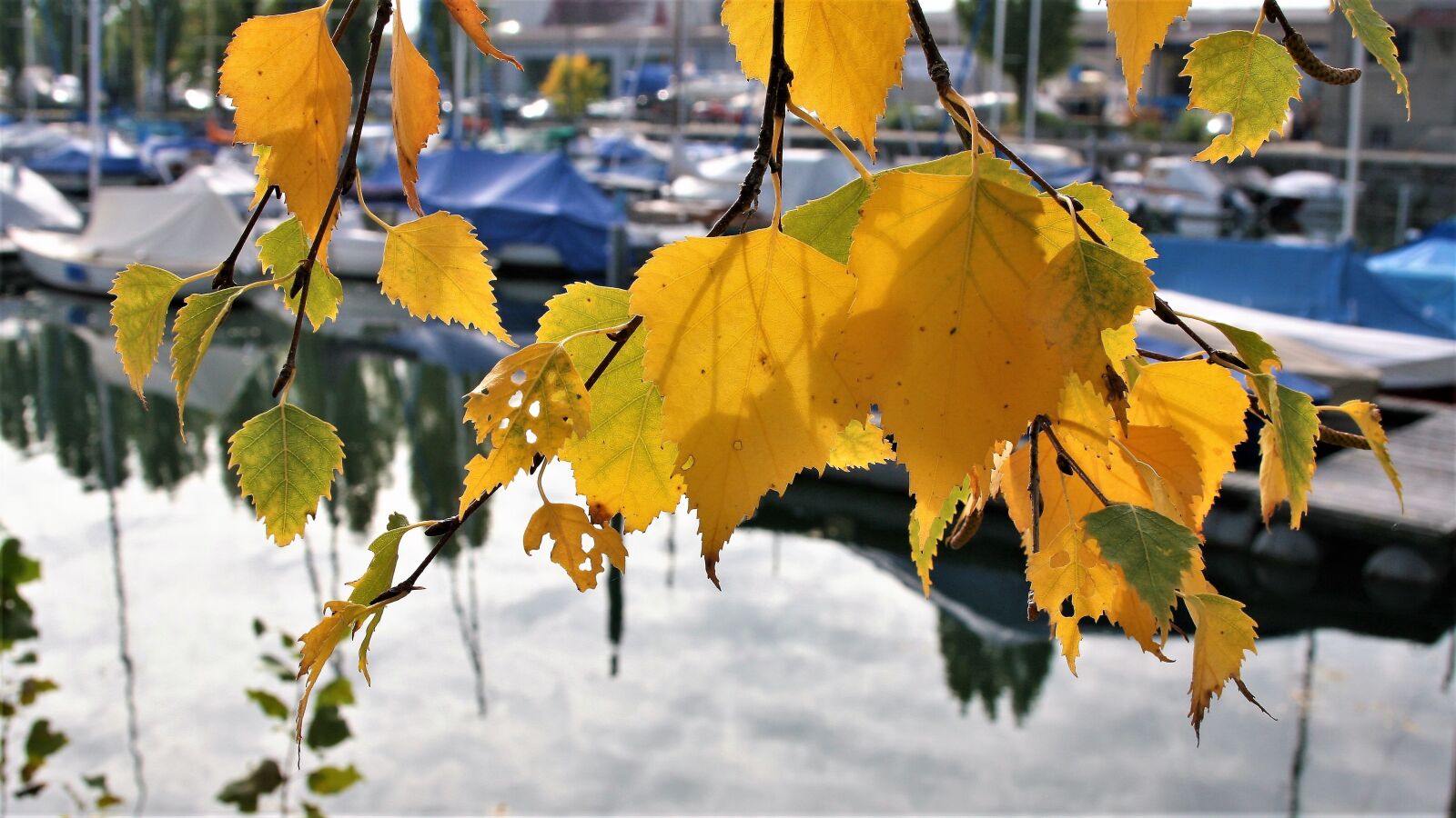 Canon EOS 400D (EOS Digital Rebel XTi / EOS Kiss Digital X) sample photo. Autumn gold, yellow leaves photography