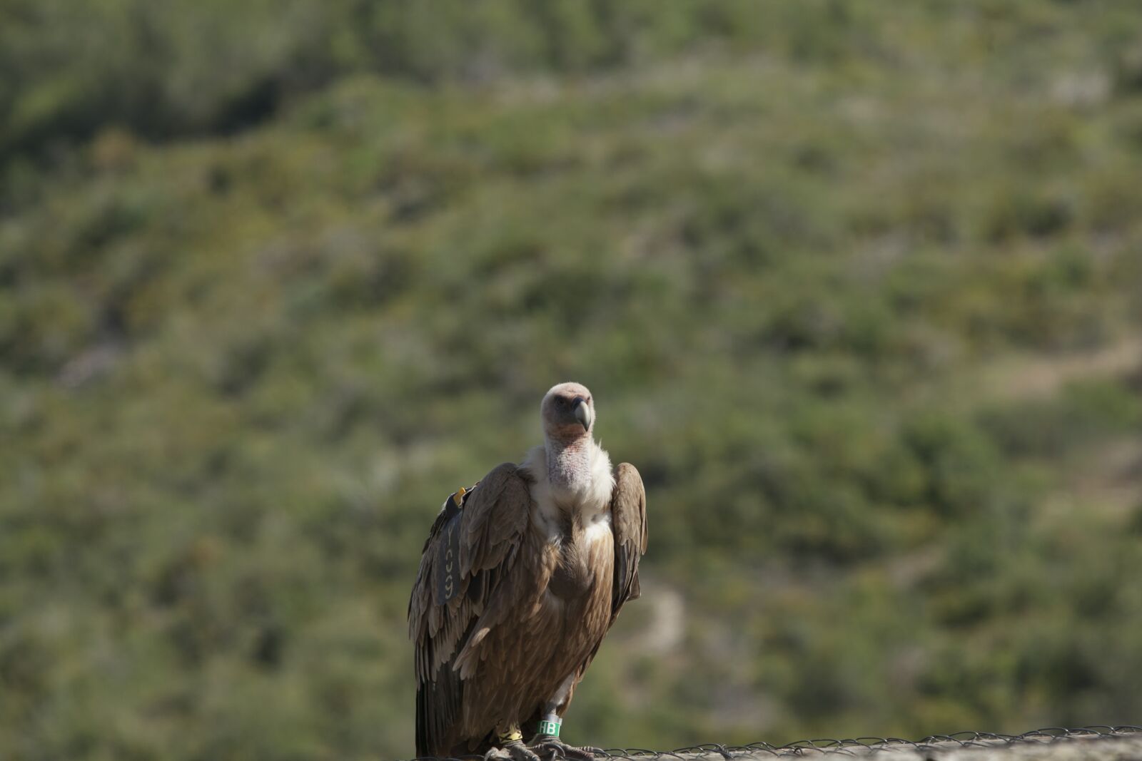 Canon EF 70-200mm F2.8L USM sample photo. Vulture, bird, bird of photography