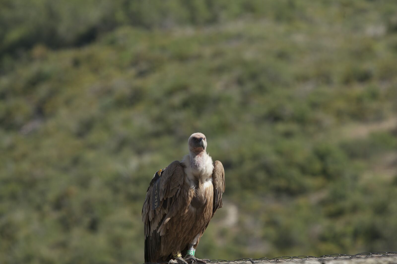 Canon EOS 5D Mark II sample photo. Vulture, bird, bird of photography