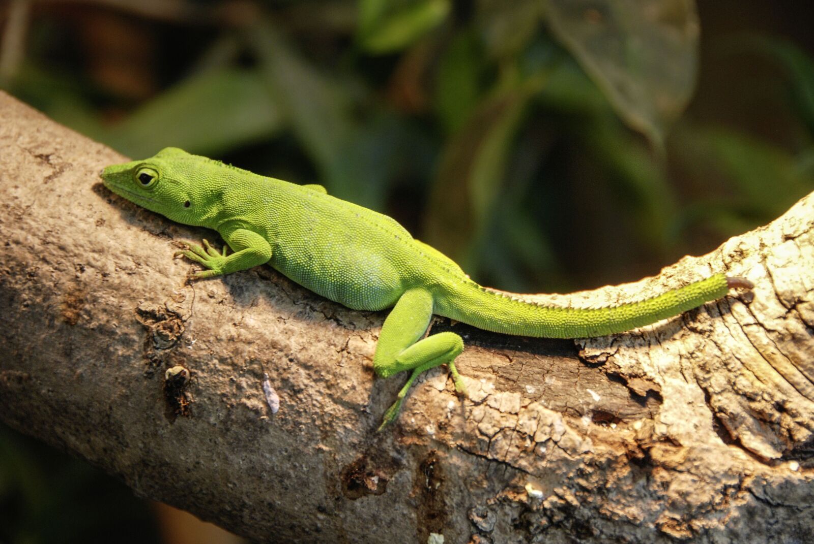 Nikon D80 sample photo. Anolis, caribbean, reptile photography