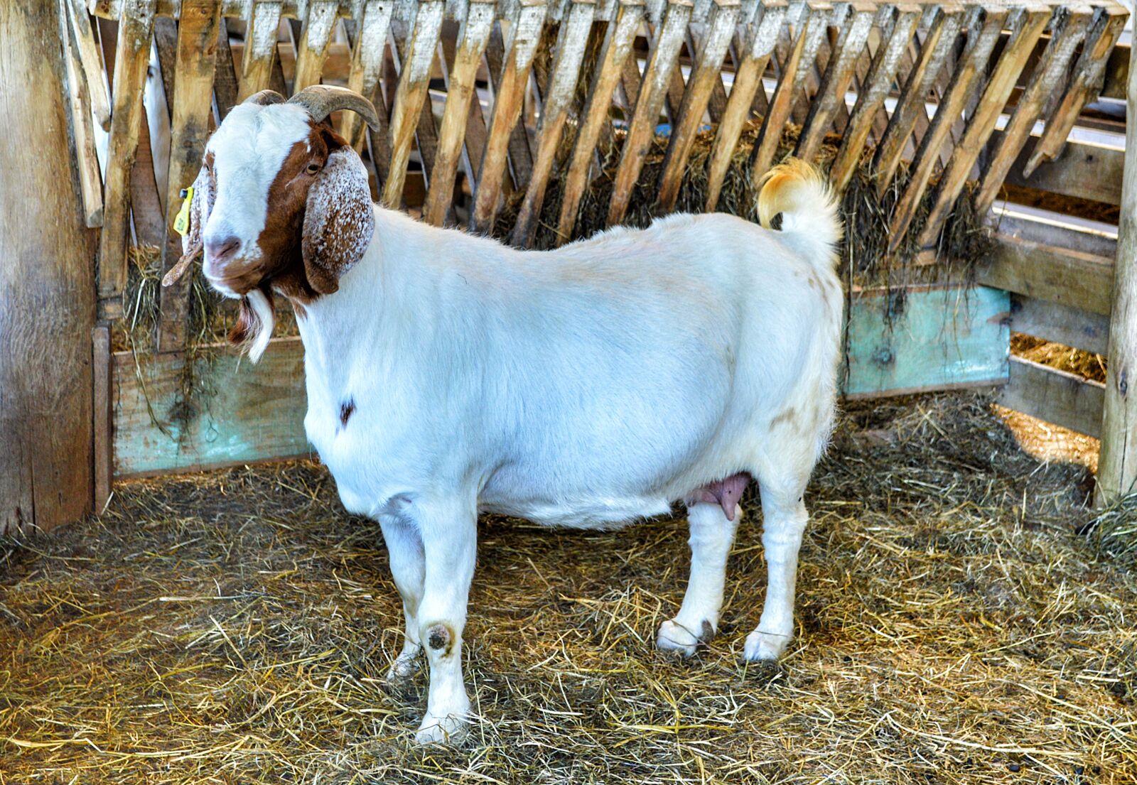 Nikon D3200 sample photo. Goat, animal, horns photography