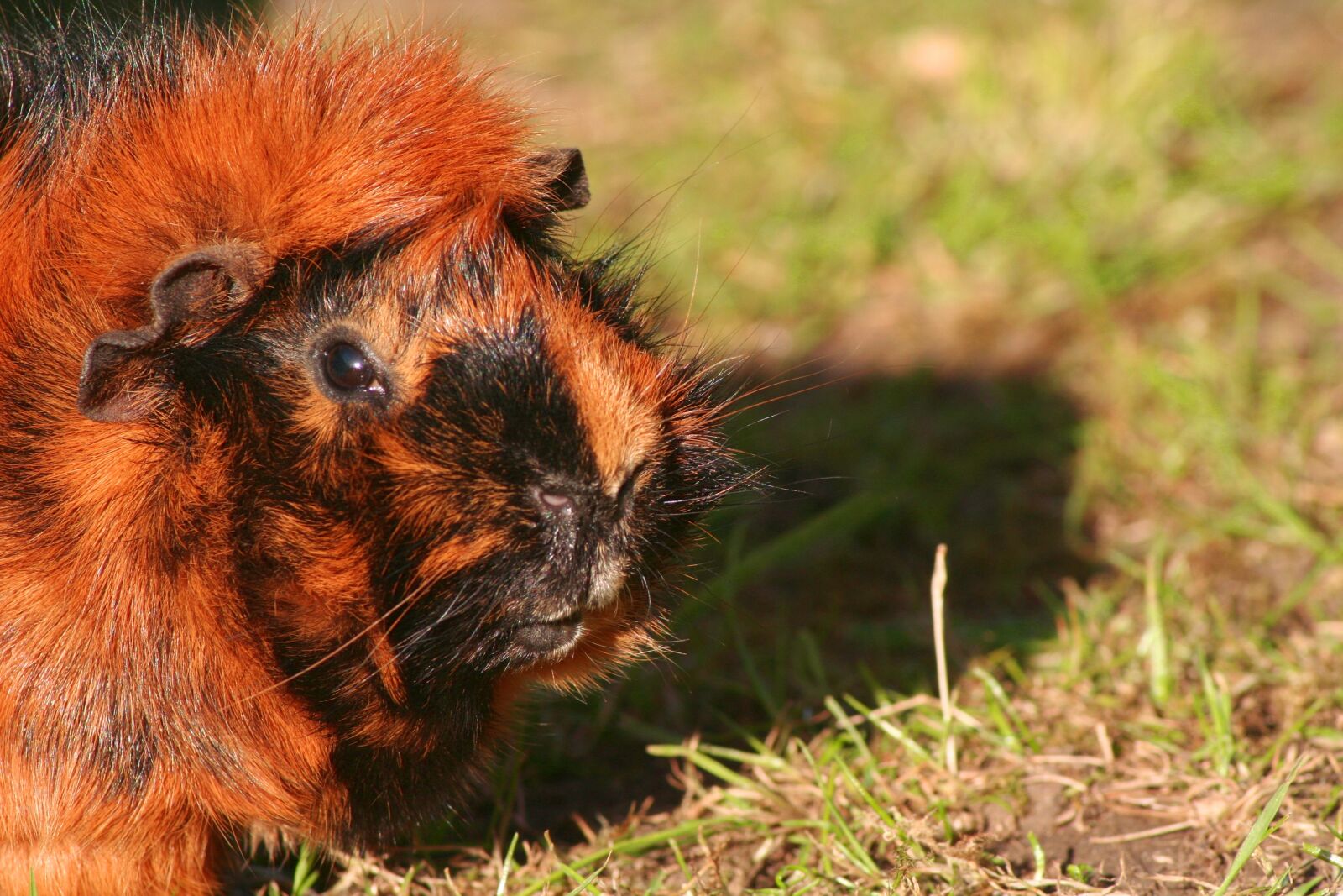 Canon EOS 350D (EOS Digital Rebel XT / EOS Kiss Digital N) sample photo. Guinea pig, eating, cute photography