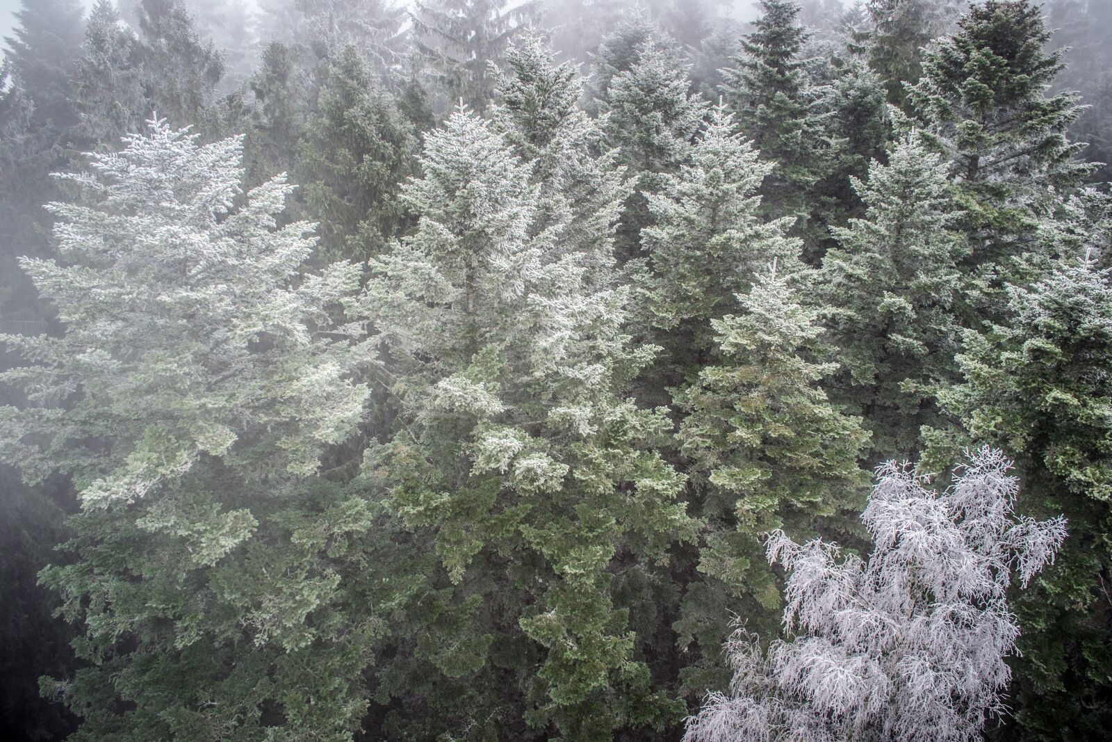 Nikon D3100 sample photo. Inversion, forest, nature photography