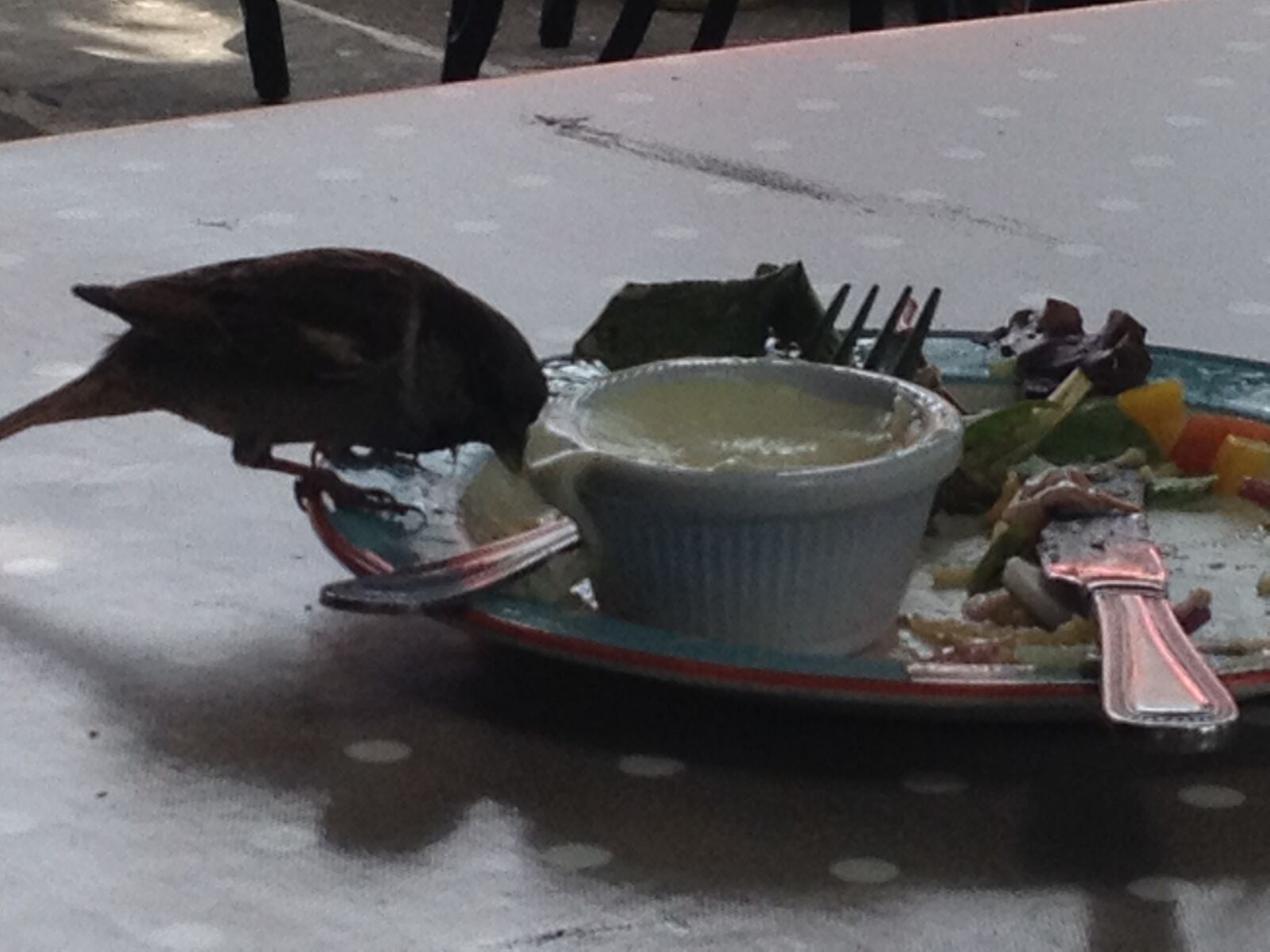 iPhone 4S back camera 4.28mm f/2.4 sample photo. Birds, cafe, cheeky photography