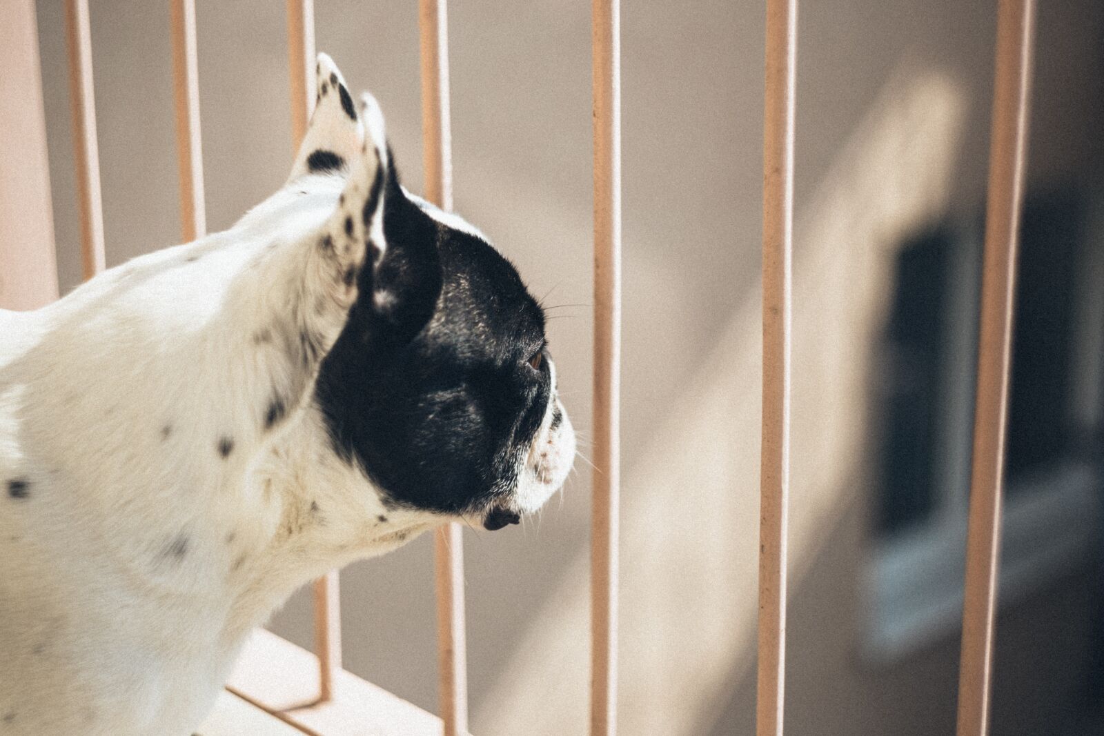 Canon EOS 6D sample photo. Animals, city, architecture photography
