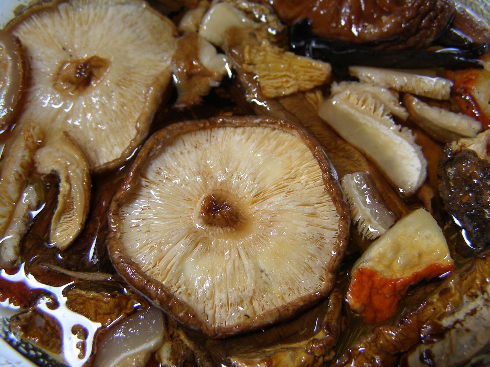 Olympus SP500UZ sample photo. Mushroom, shitake, reconstitute photography