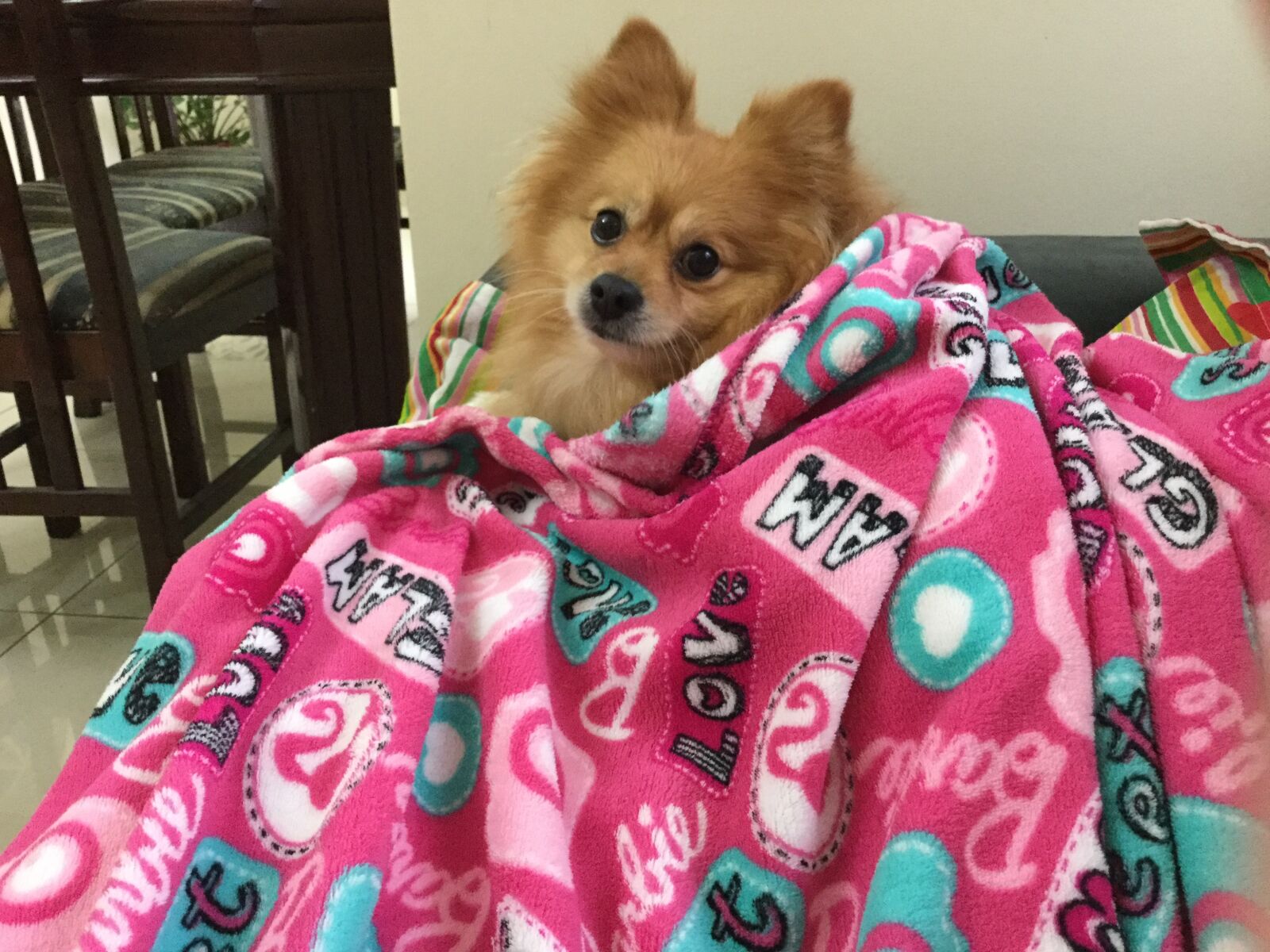 iPad Air 2 back camera 3.3mm f/2.4 sample photo. Spitz, the blanket, cold photography