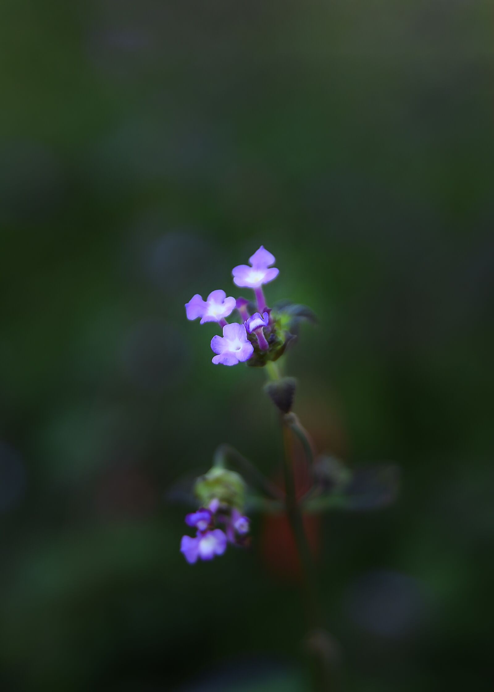 Nikon D750 sample photo. Flower, nature, outdoors photography