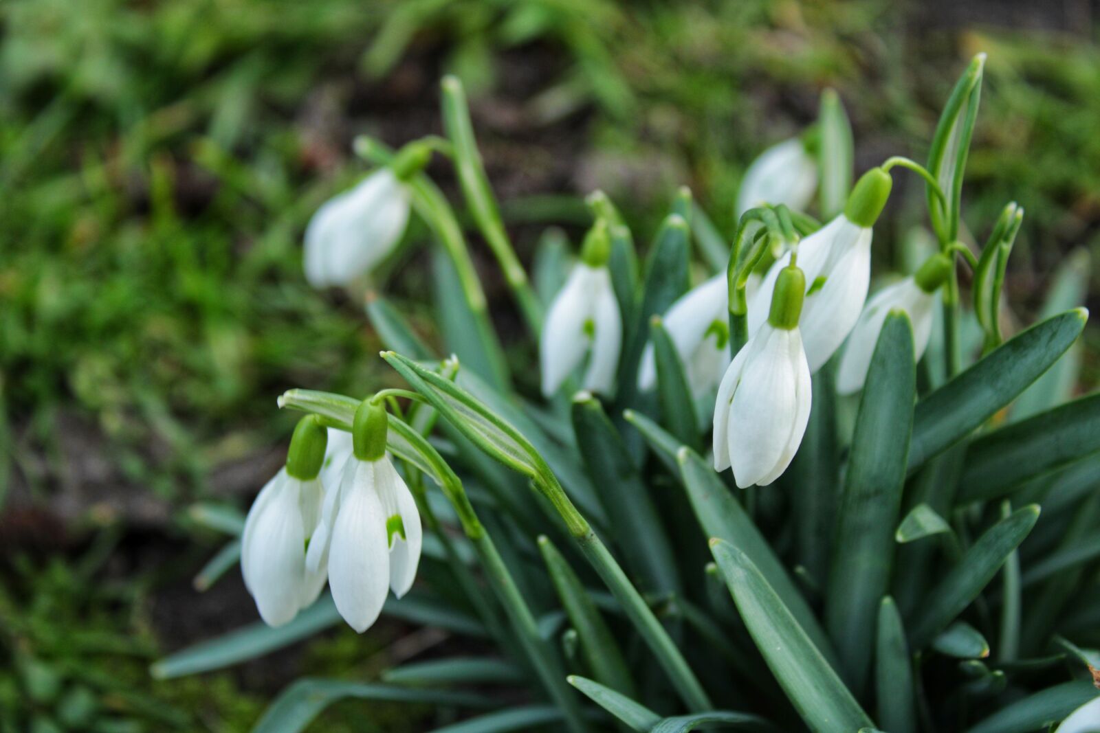 Canon EOS 2000D (EOS Rebel T7 / EOS Kiss X90 / EOS 1500D) sample photo. Snowdrop, flowers, spring flower photography