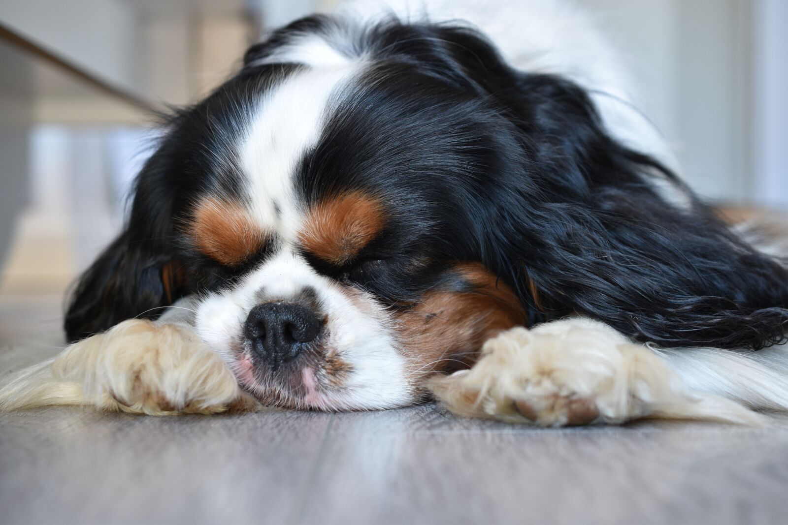 Nikon D5600 sample photo. Dog, cavalier king charles photography