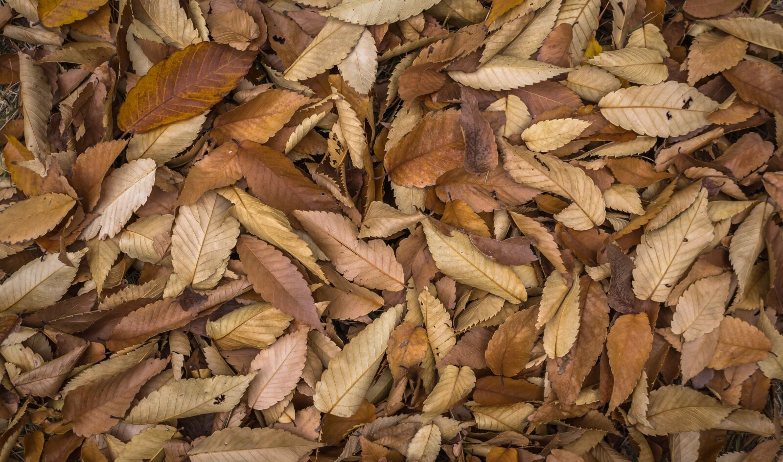 Sony E 30mm F3.5 Macro sample photo. Leaves, autumn, plants photography