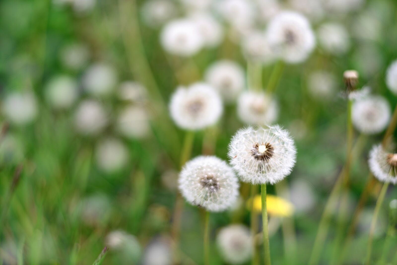 Nikon D610 sample photo. Dandelions, dandelion, seeds photography