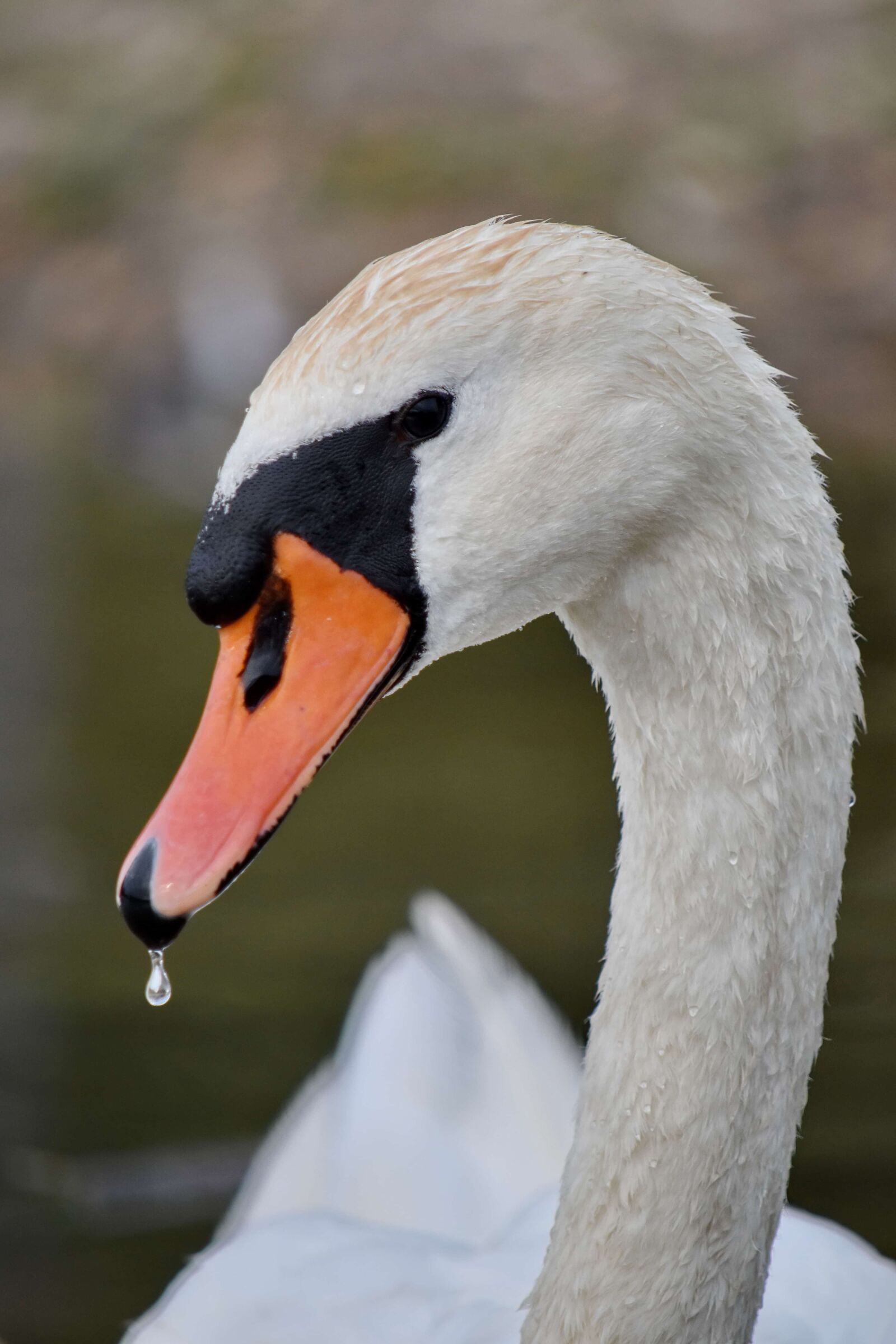 Nikon D5500 sample photo. Beak, close-up, head, looking photography