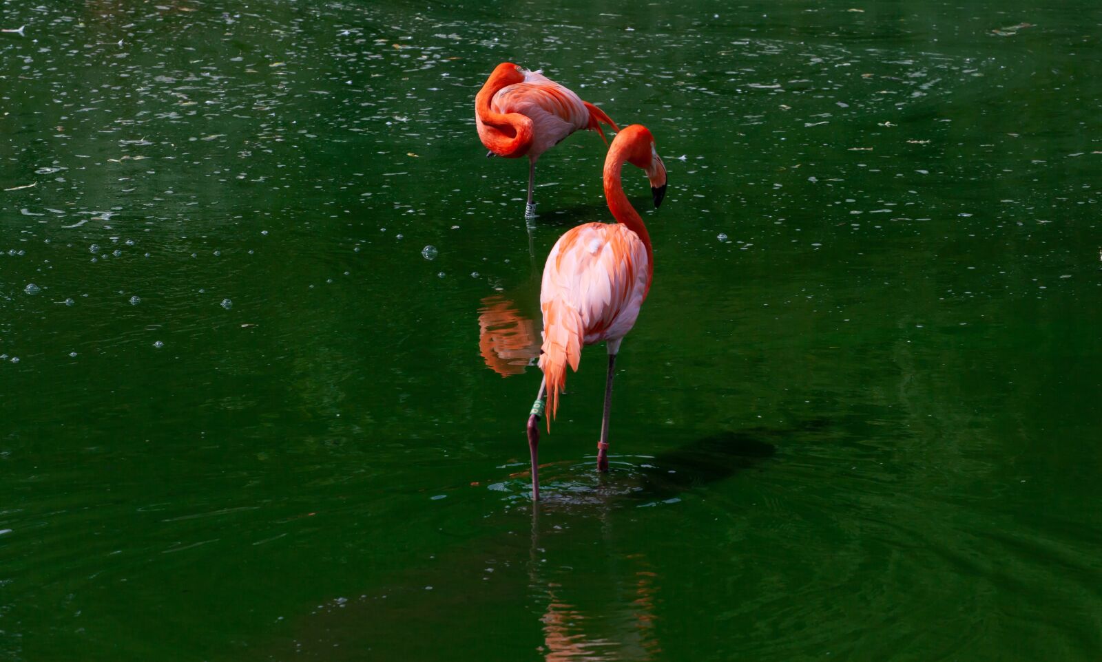 Canon EOS 5D Mark II + Canon EF 70-200mm F4L USM sample photo. Flamingo in green water photography