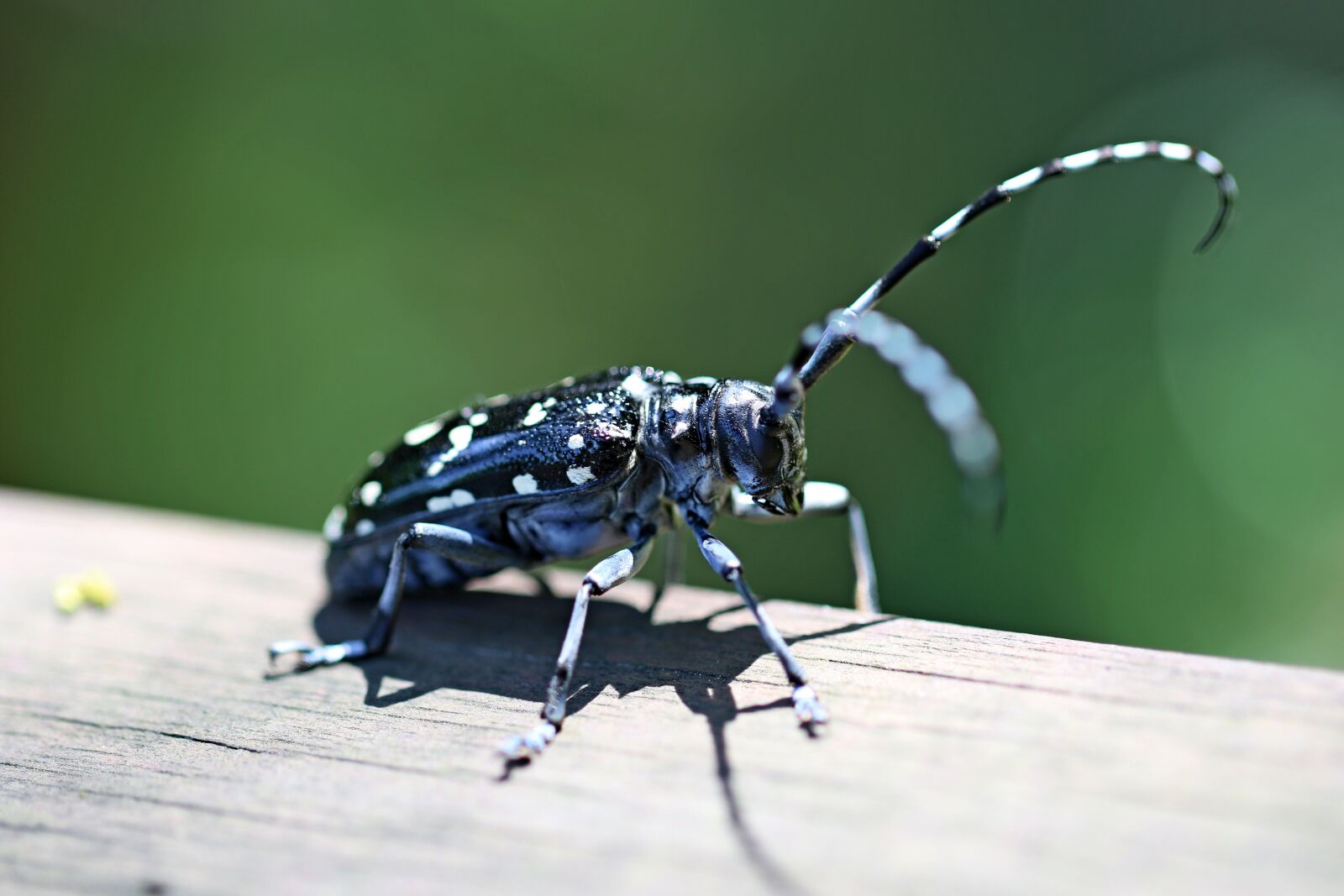 Canon EOS 7D Mark II sample photo. Alrak long-horned beetle, bug photography