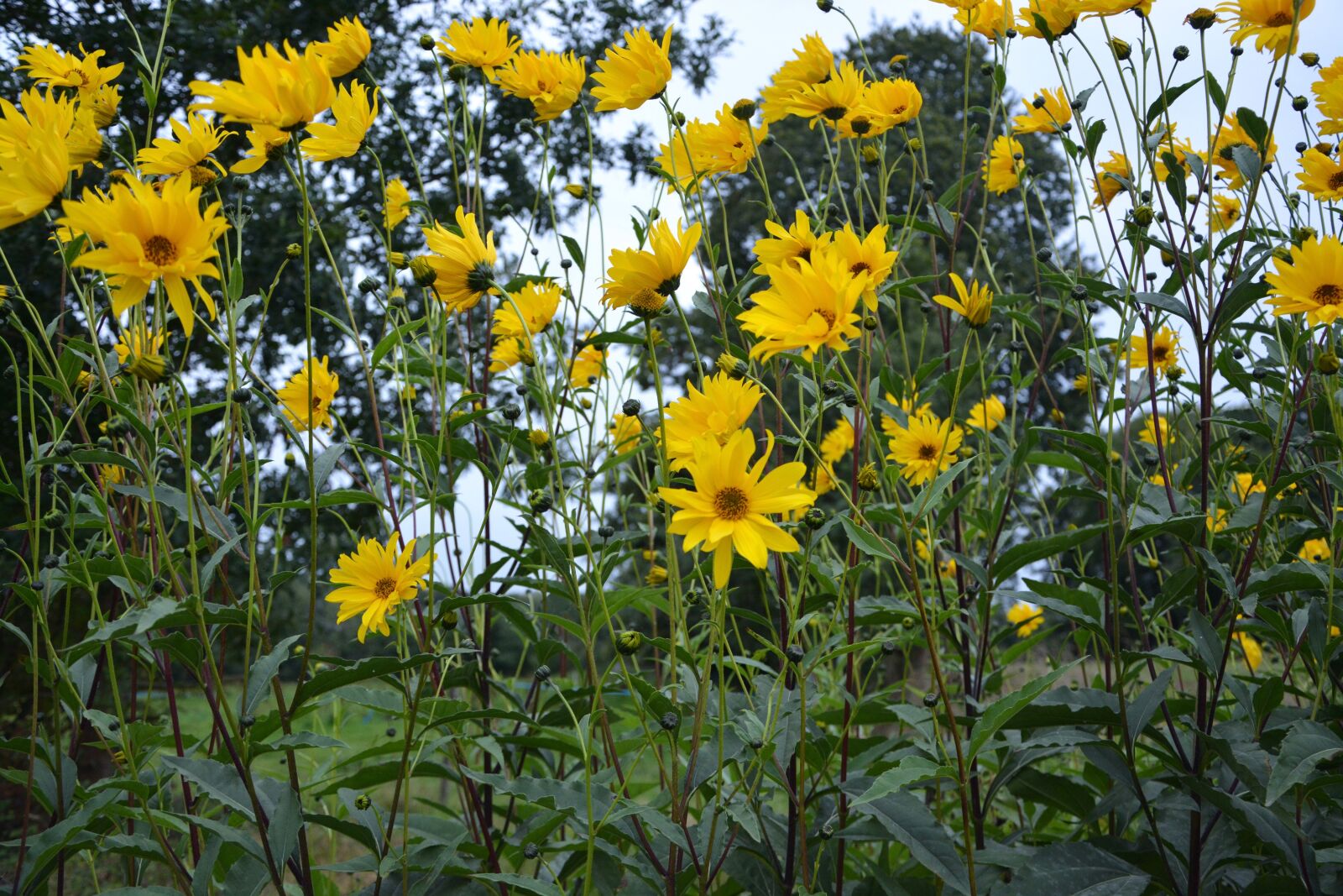 Nikon D5200 sample photo. Yellow flowers, bouquet, plants photography