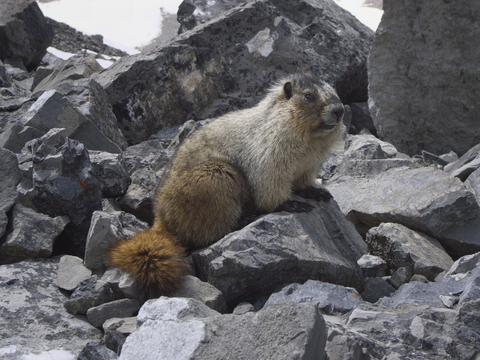 Panasonic Lumix DMC-LX3 sample photo. Marmot, canada, glacier photography