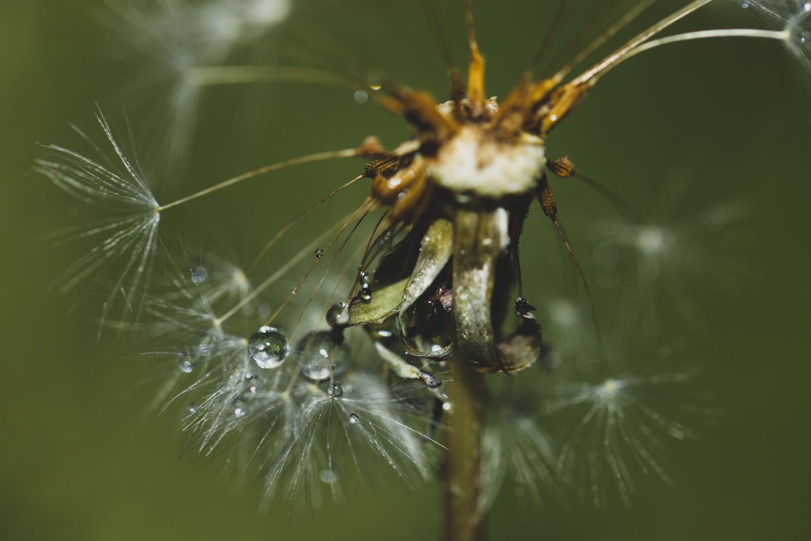 Canon EOS R sample photo. Dandelion, withered, faded photography