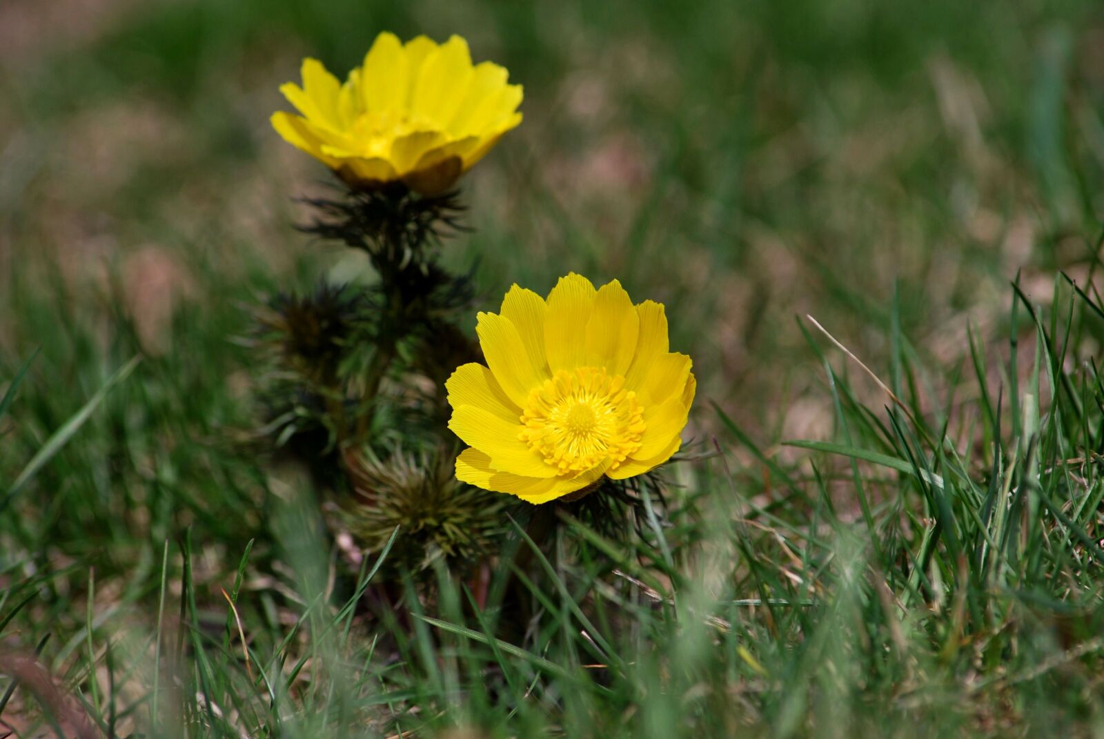 Nikon D60 sample photo. Nature, flora, flower photography