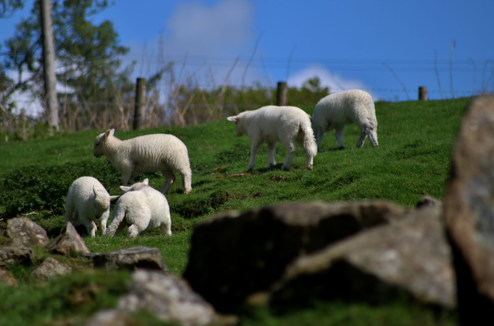 Canon EOS 750D (EOS Rebel T6i / EOS Kiss X8i) sample photo. Lambs, sheep, playful photography