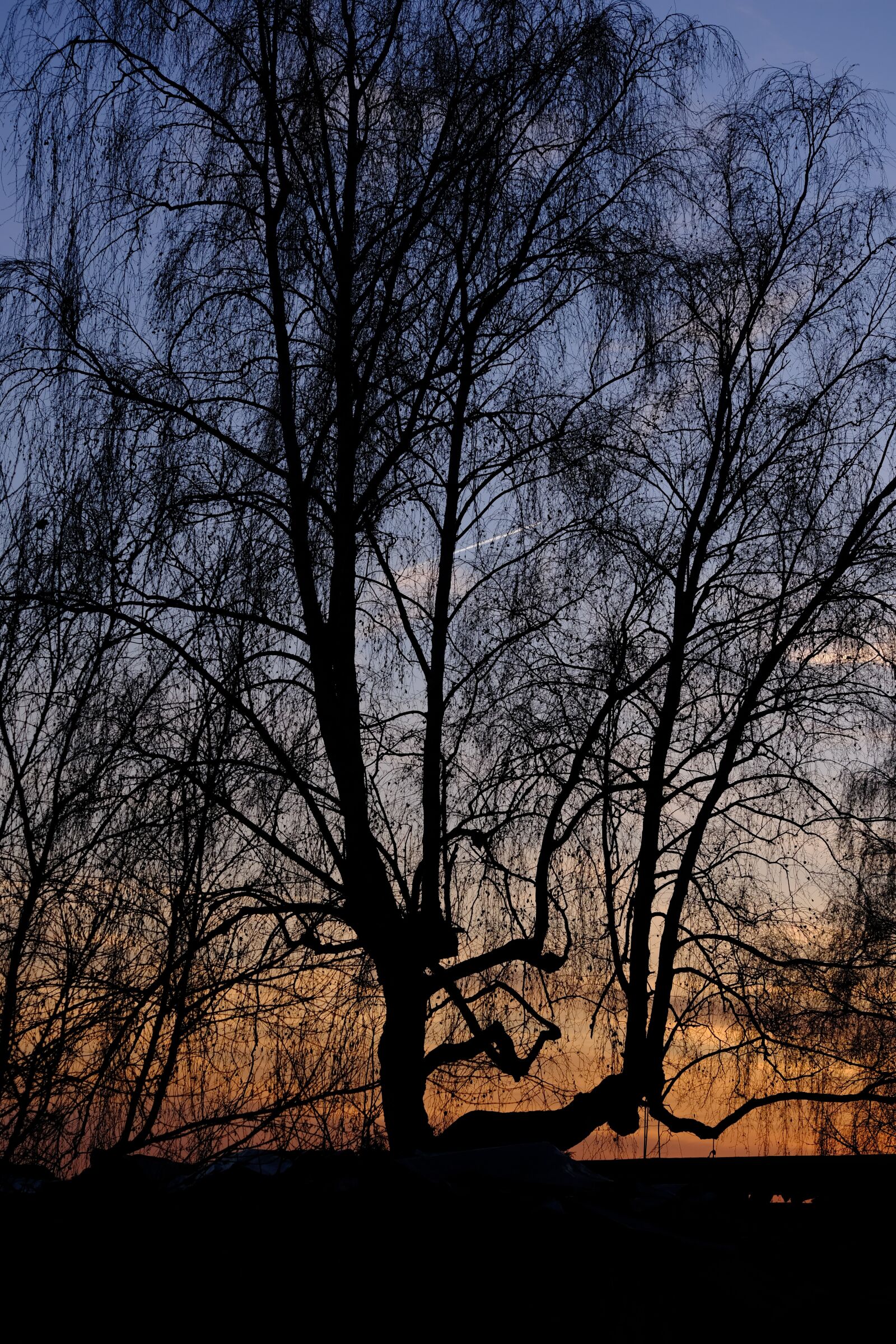 Fujifilm X-T3 sample photo. Birch, tree, aesthetic photography