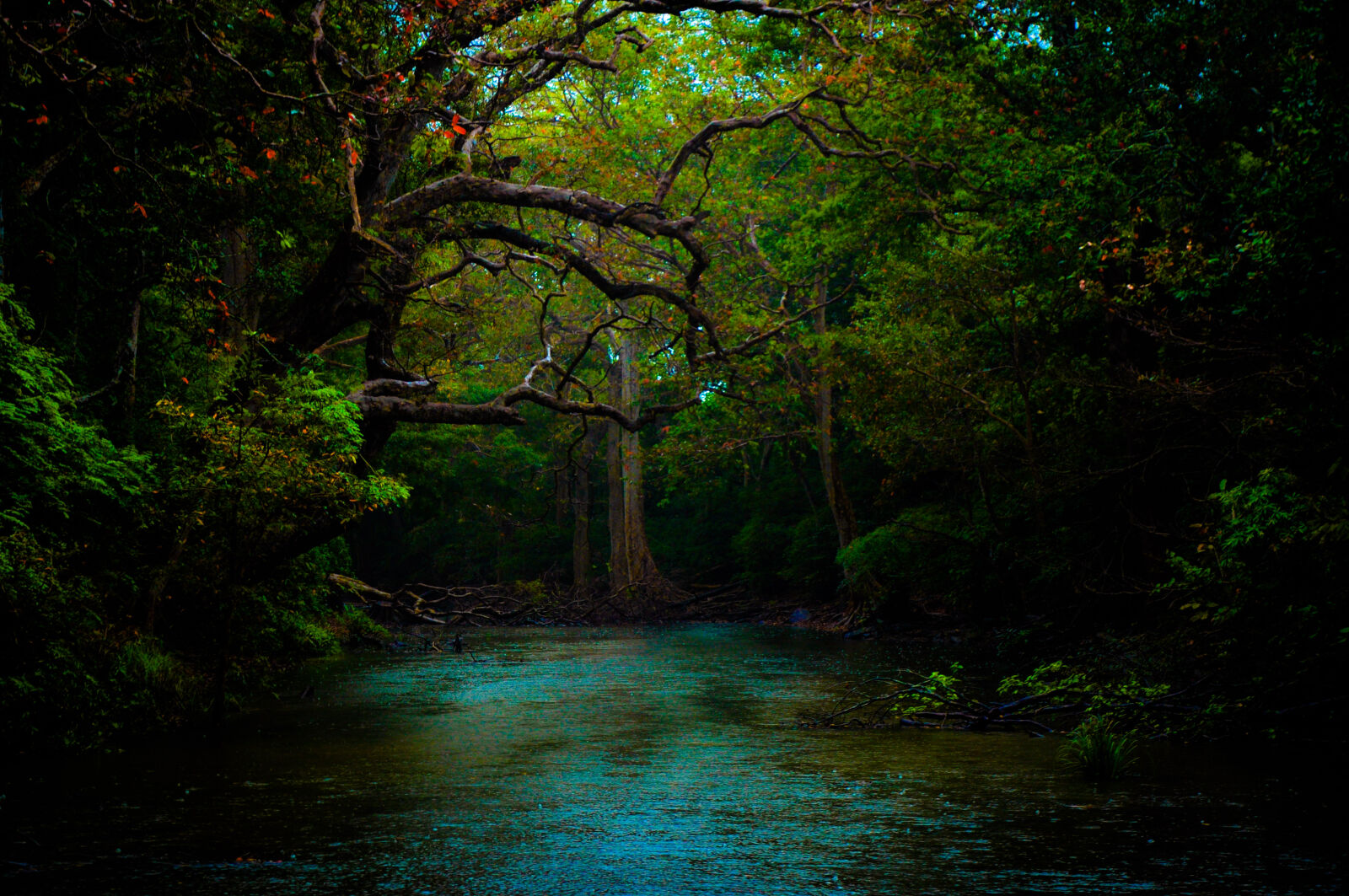 Nikon D90 sample photo. Beautiful, dark, forest, nature photography