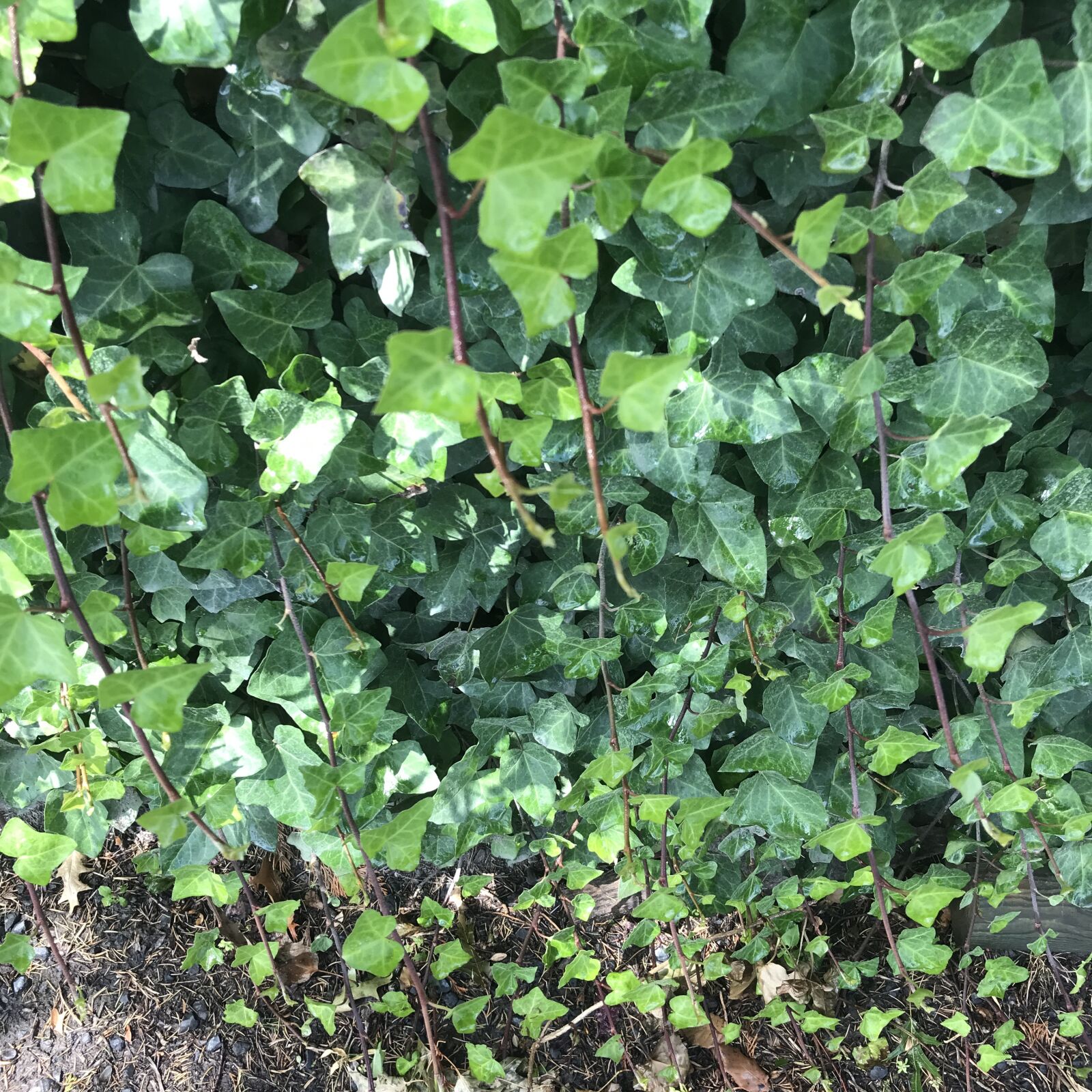 iPhone 7 back camera 3.99mm f/1.8 sample photo. Ivy, bush, tree photography
