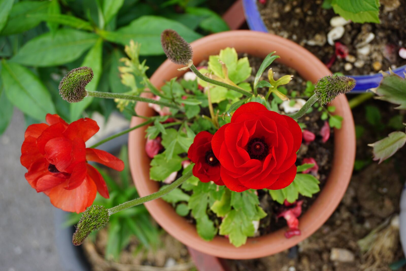 Sony a6000 sample photo. Potted plant, flowers, rose photography