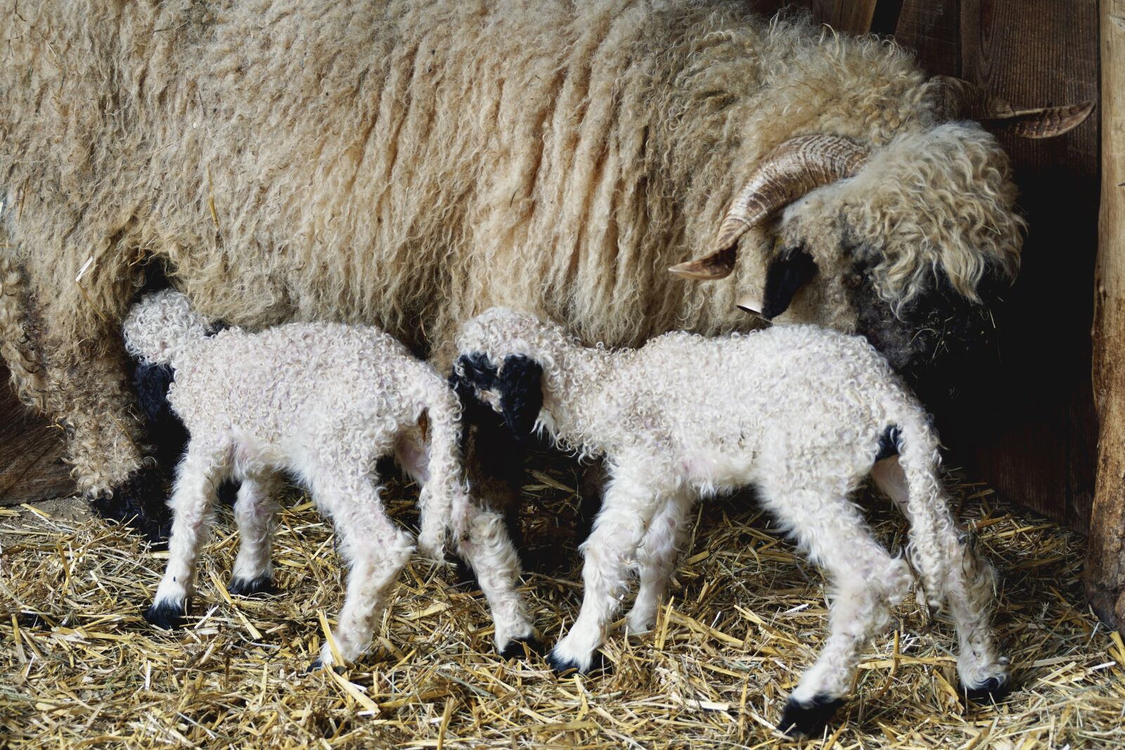 Sony DT 55-300mm F4.5-5.6 SAM sample photo. Black nosed sheep, sheep photography