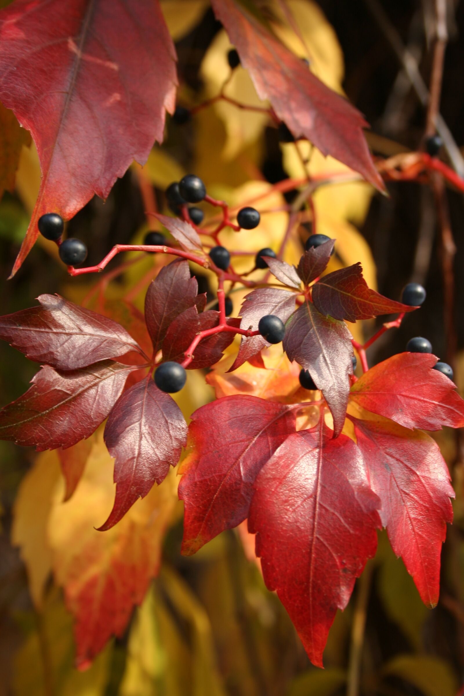Canon EOS 350D (EOS Digital Rebel XT / EOS Kiss Digital N) sample photo. Autumn, dzikiewino, red photography