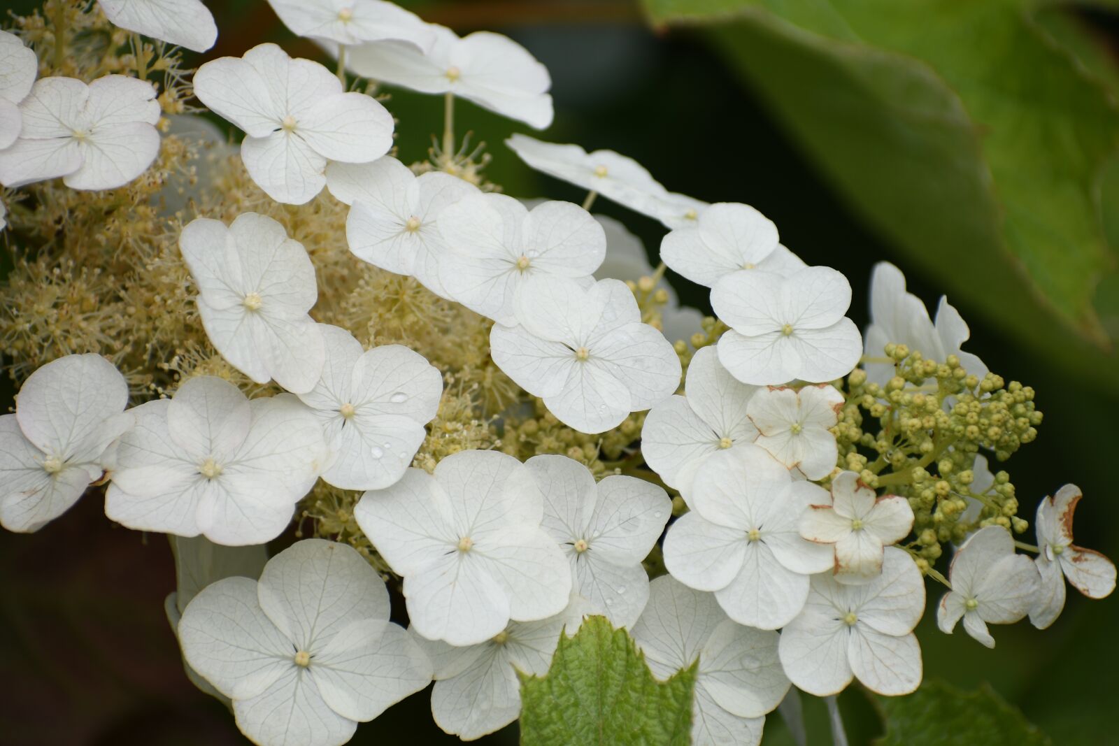 Nikon D500 sample photo. Hydrangea, flowers, white photography
