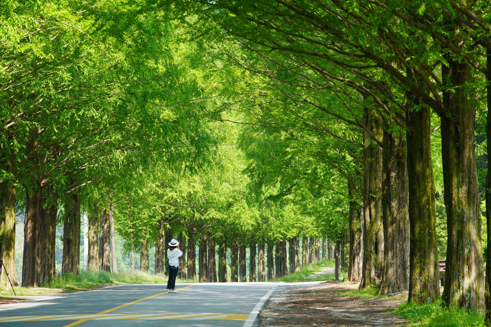 Canon EF 70-200mm F2.8L USM sample photo. Road, metasequoia, tree photography