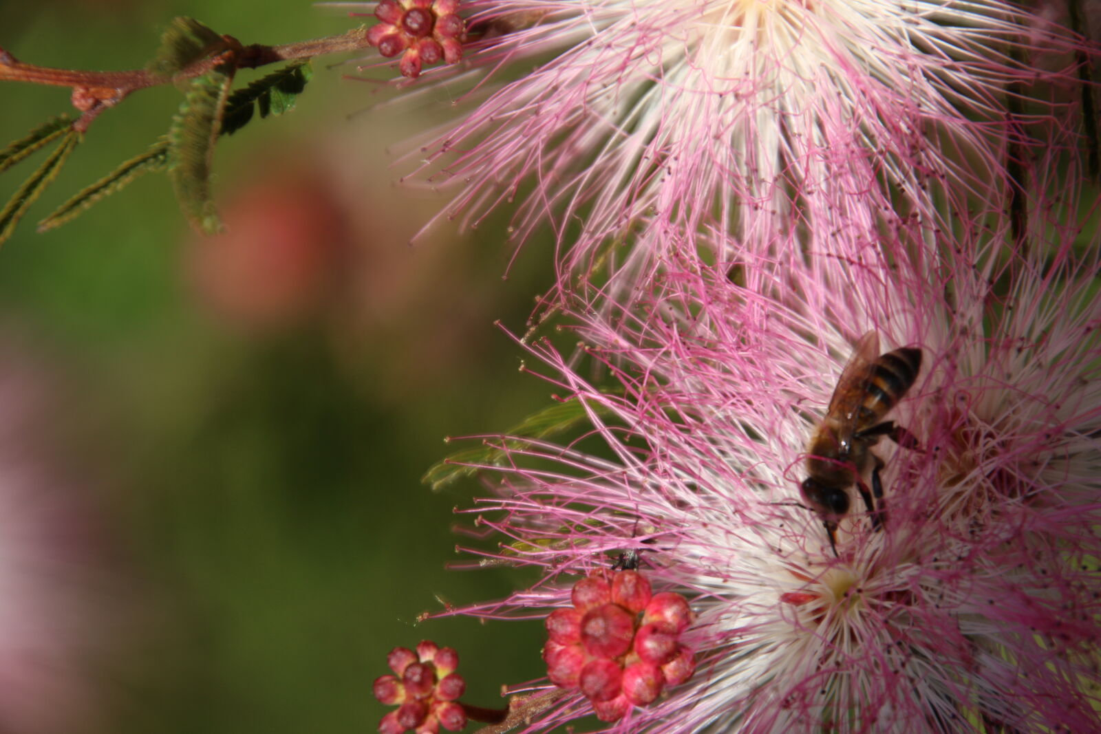 Canon EOS 7D Mark II sample photo. Bea, bottlebrush, flowers, fluffy photography
