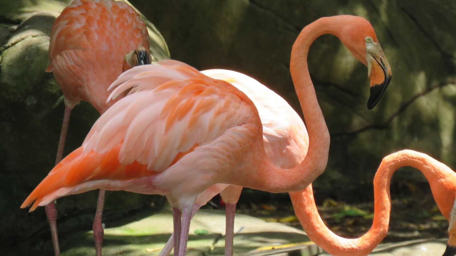 Canon PowerShot SX60 HS sample photo. Flamingo, ave, animal photography