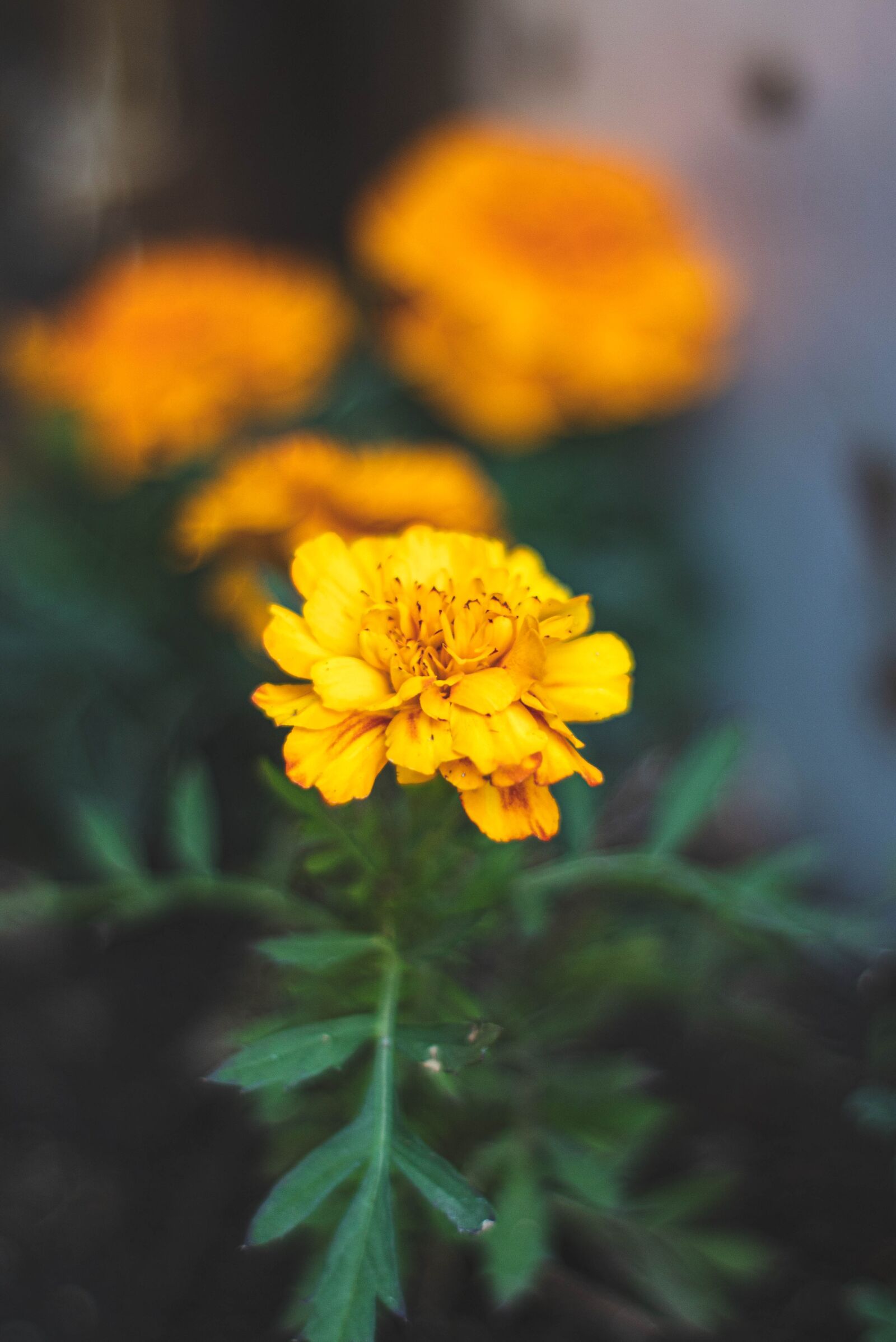 Canon EOS 1300D (EOS Rebel T6 / EOS Kiss X80) sample photo. Flower, blurred, bokeh photography