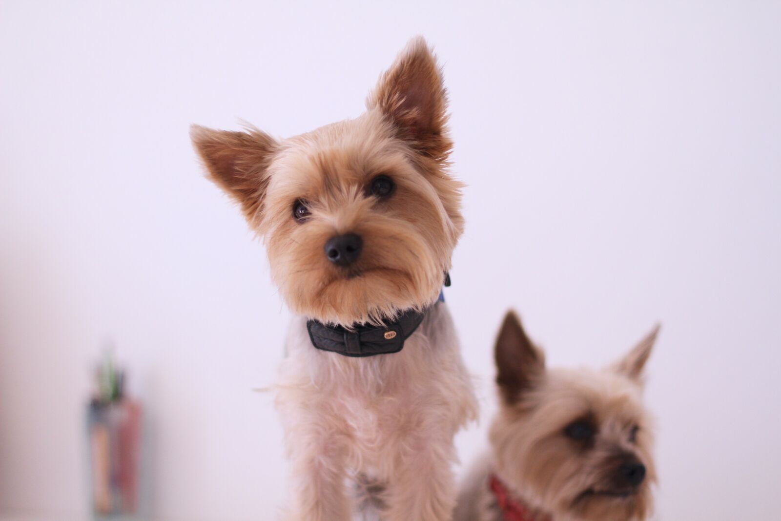 Canon EOS 7D sample photo. Dog, yorkshire terrier, paris photography