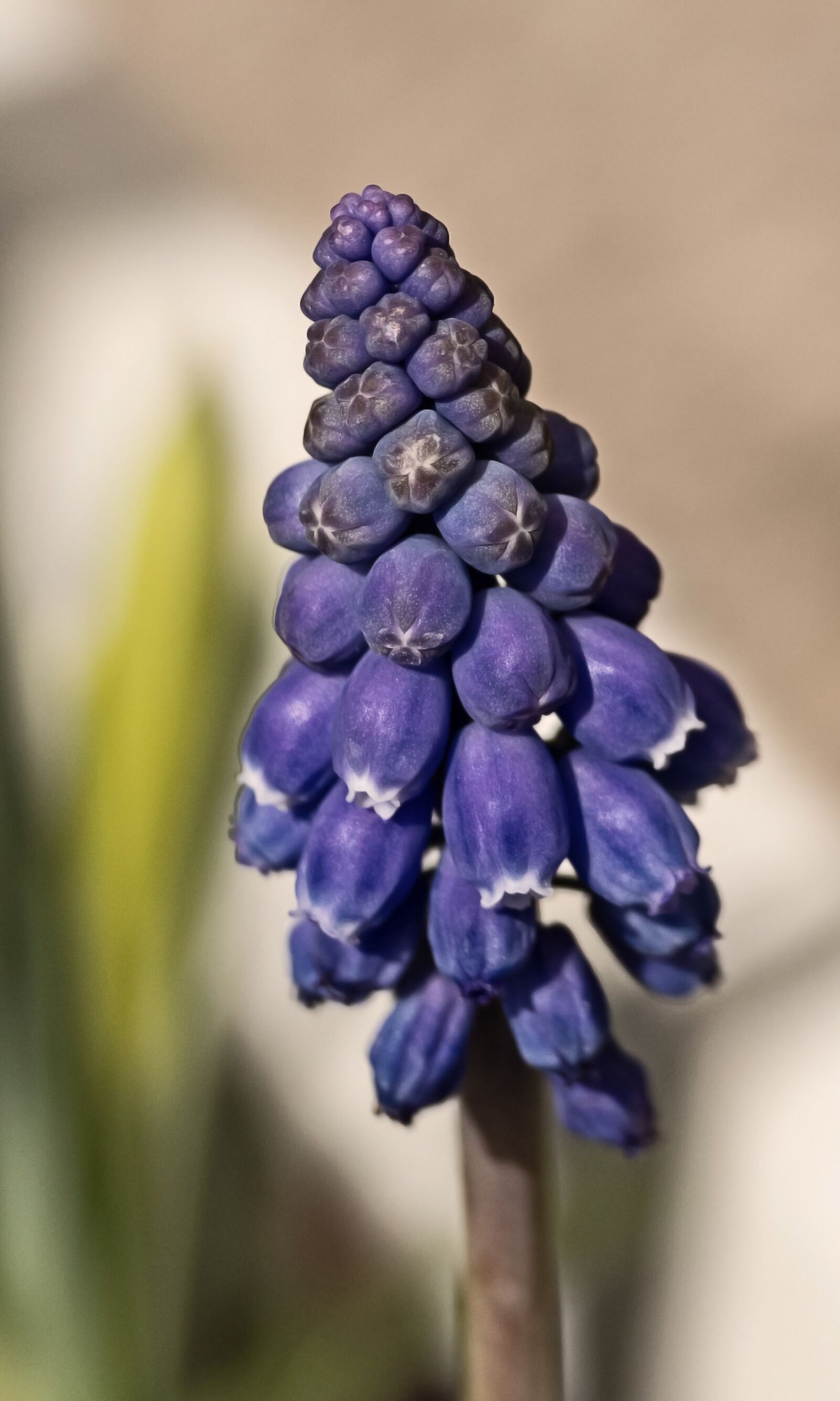 Panasonic Lumix DMC-FZ300 sample photo. Grape hyacinth, blossom, bloom photography