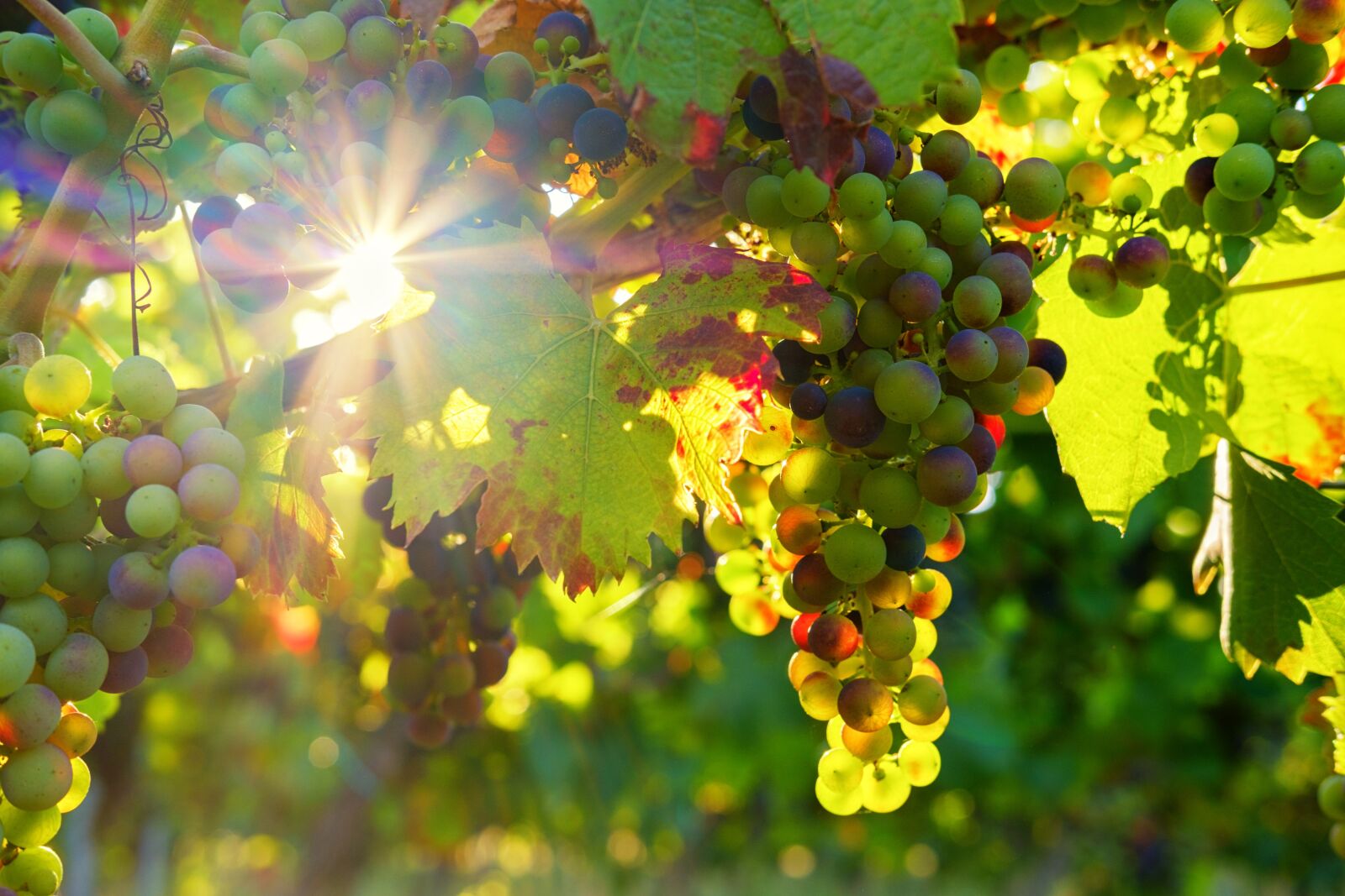 Fujifilm X-T2 sample photo. Grapes, sun, sunbeam photography