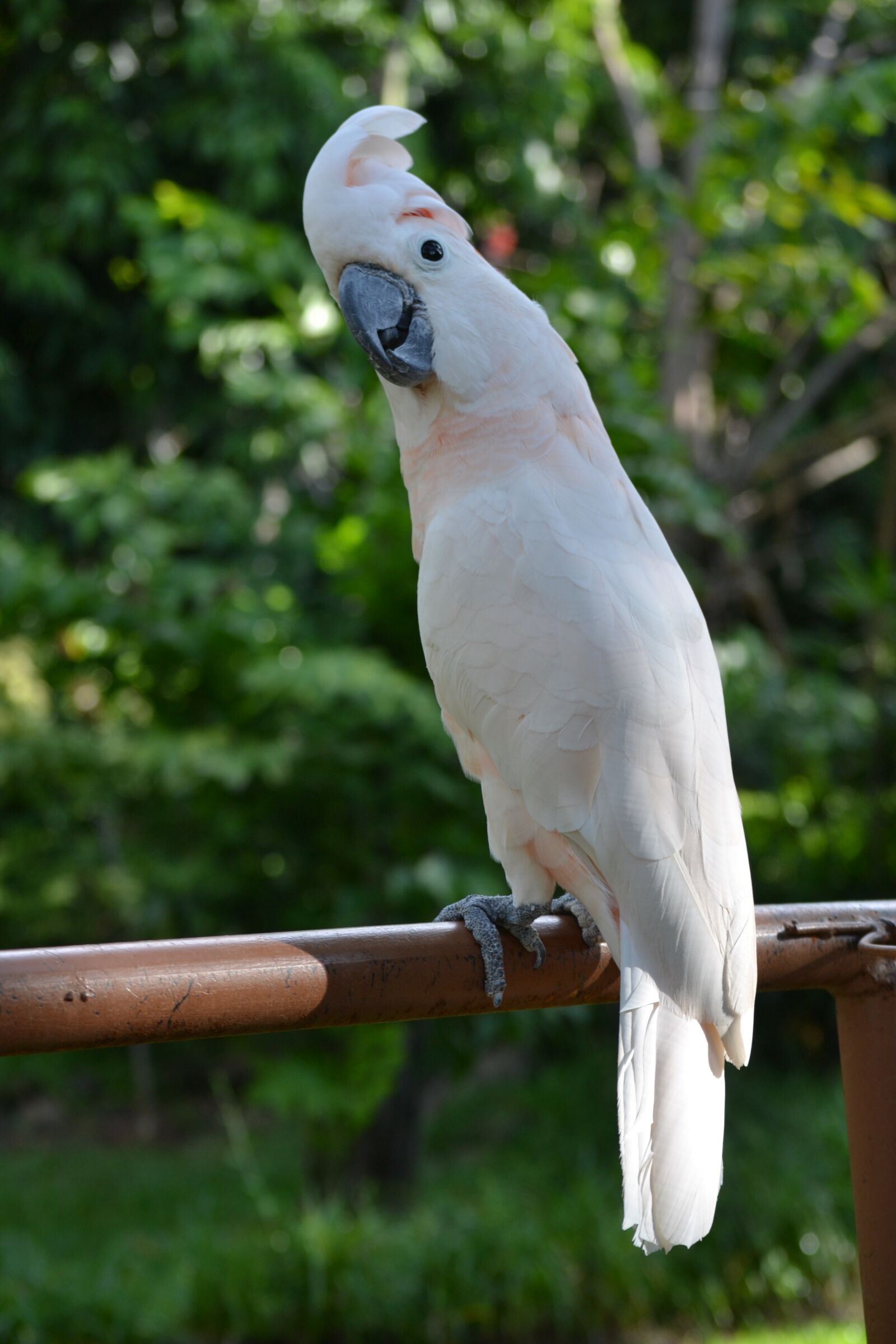 Nikon D3100 sample photo. Parrot, moluccan, bird photography