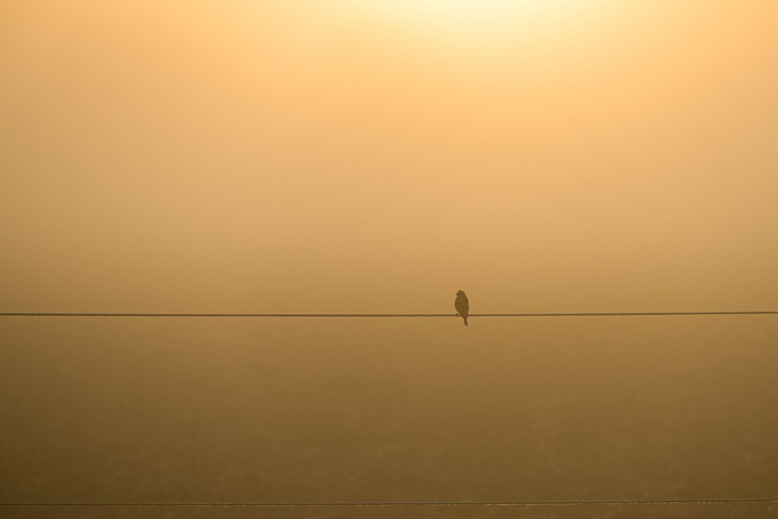 Canon EOS R sample photo. Bird, perched, bird perched photography