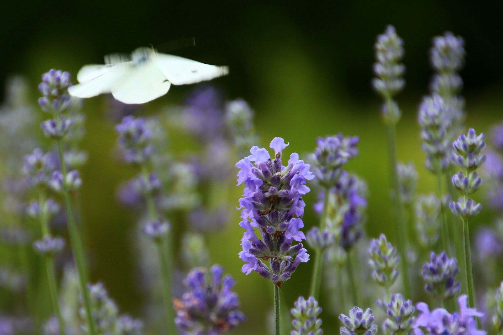 Canon EOS 650D (EOS Rebel T4i / EOS Kiss X6i) sample photo. Lavender, blossom, bloom photography
