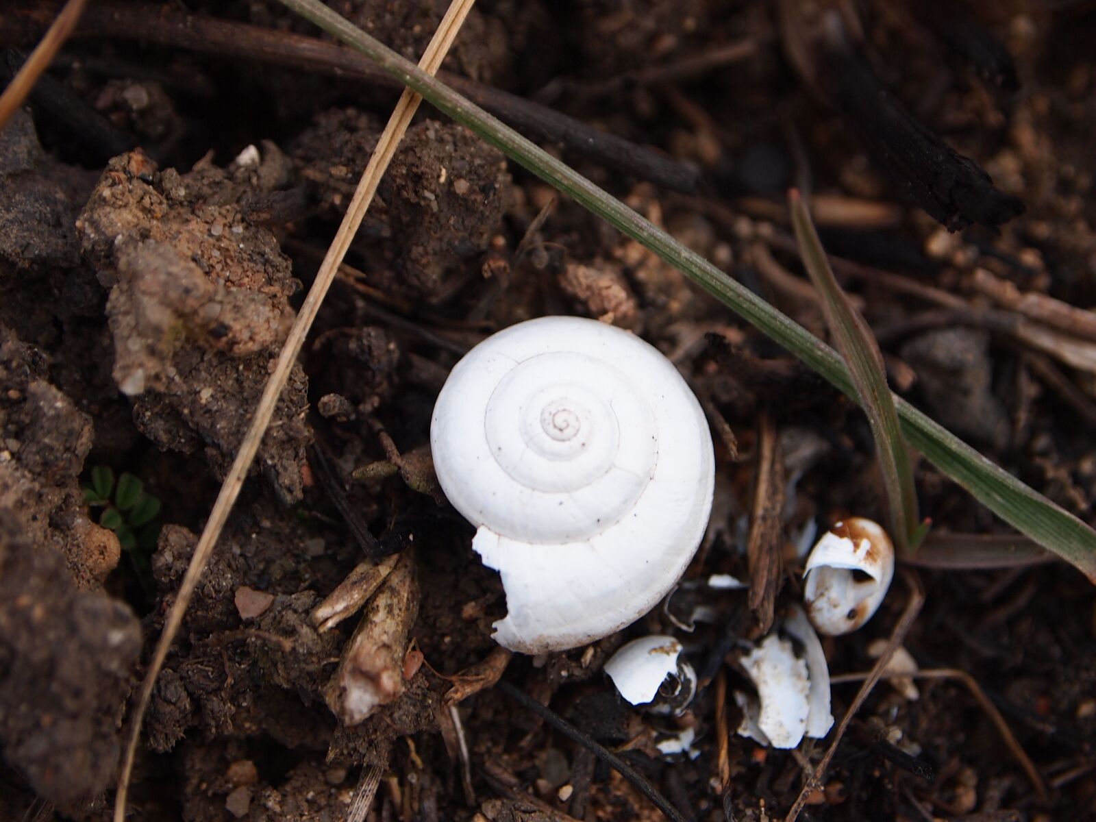 Olympus PEN E-PL1 sample photo. Conch, white, spiral photography