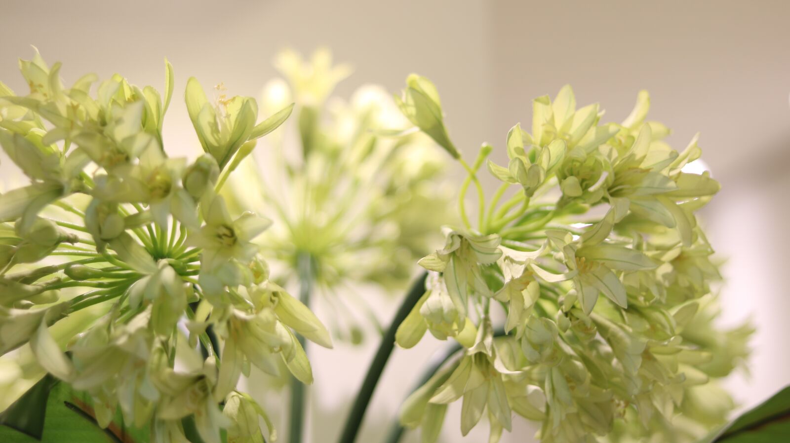 Canon EOS 750D (EOS Rebel T6i / EOS Kiss X8i) sample photo. Plant, vase, flower photography